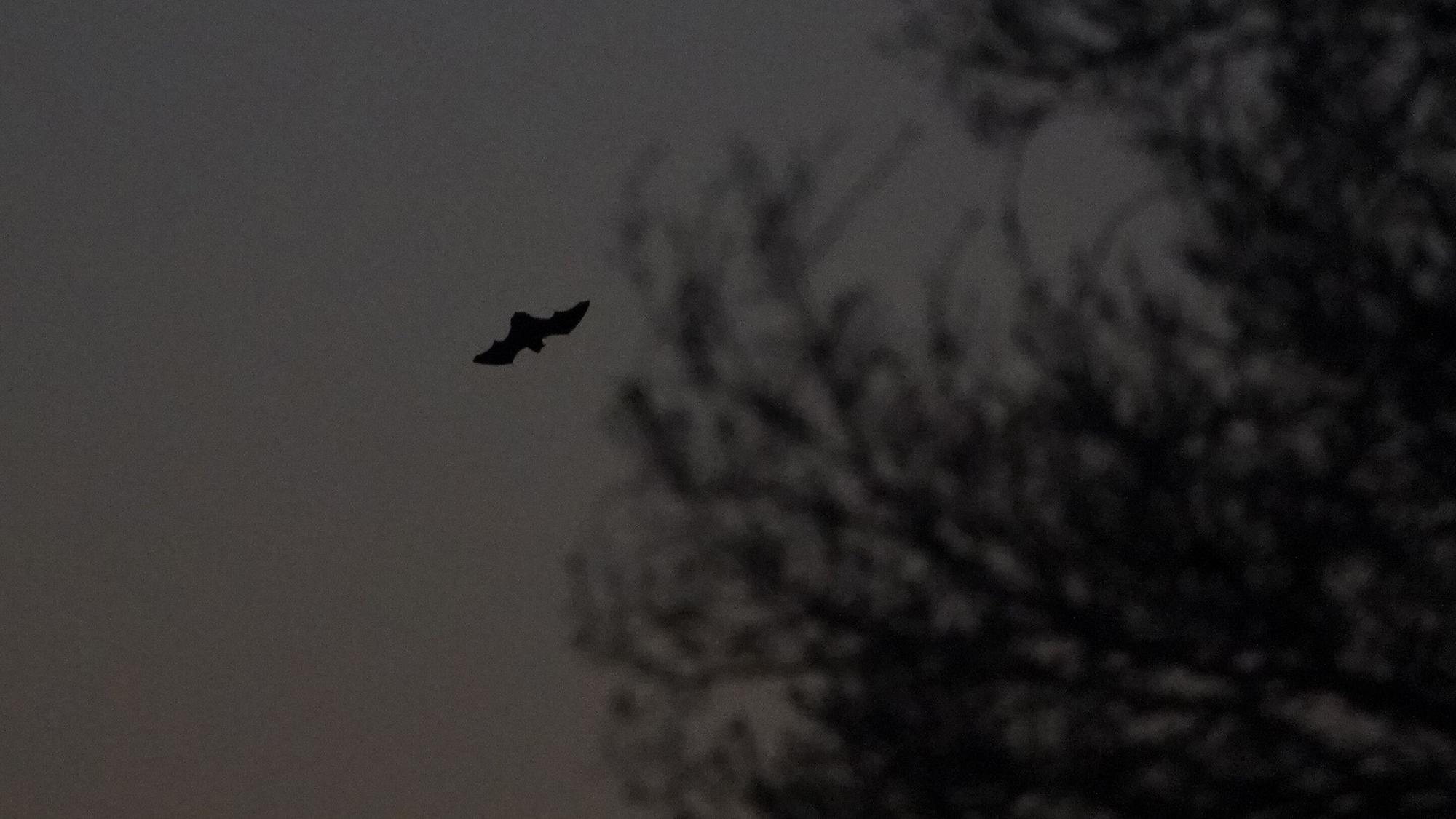In der Dämmerung und in der Nacht ist eine Fledermaus unterwegs, um Insekten zu jagen. (Archivbild)
