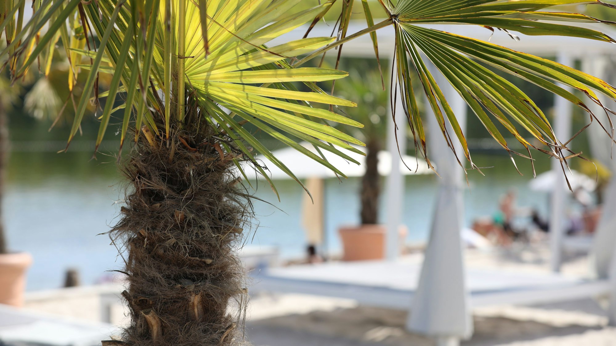 Hürth: Blick auf den Otto-Maigler-See mit einer Palme am Strand. (Archivbild April 2025)