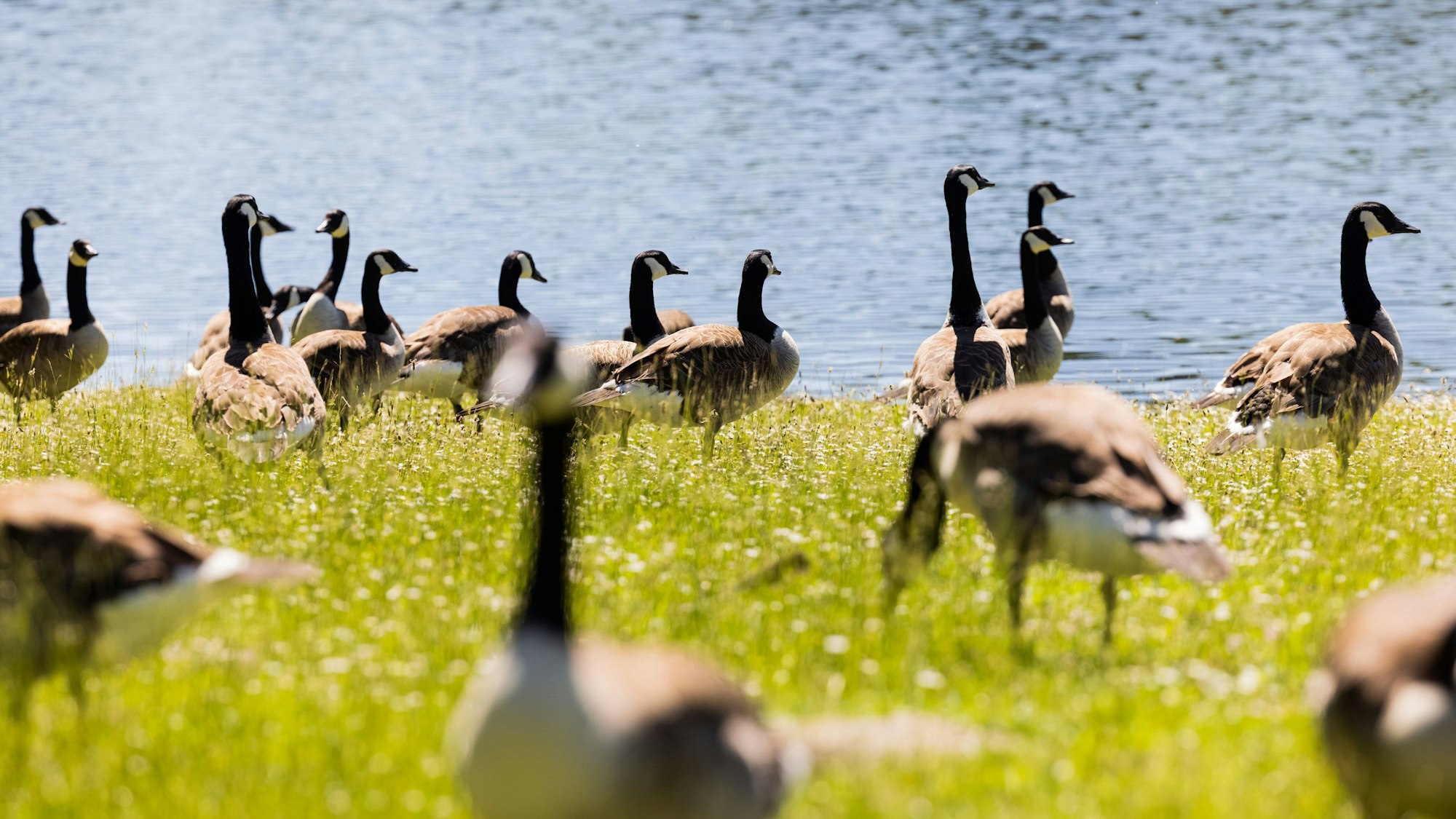 Kanadagänse in Köln fressen Gras am Ufer des Decksteiner Weiher. Auch am Rheinufer, etwa im Rheinpark, sind die Tiere häufig in Scharen unterwegs.