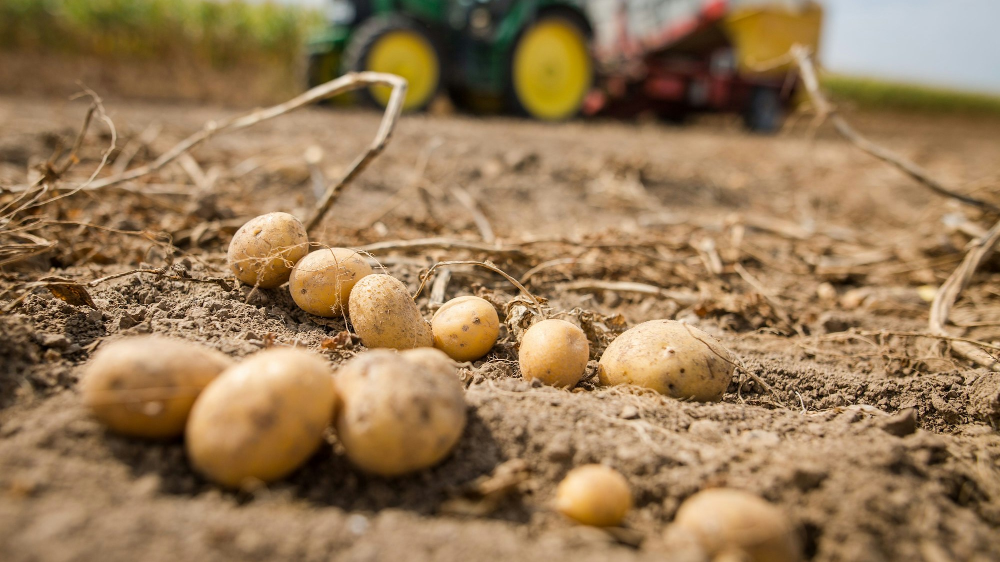 Ein Traktor mit einer Vollerntemaschine für Kartoffeln fährt über ein Feld. (Symbolbild)