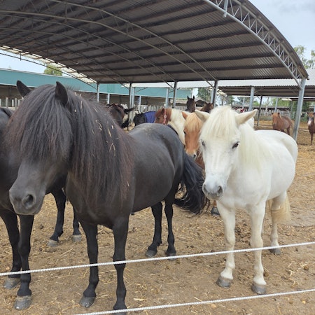 Die Pferde in ihren Paddocks beim Abendessen. Die Stuten-Herde wartet darauf, auf die Wiese gelassen zu werden.
