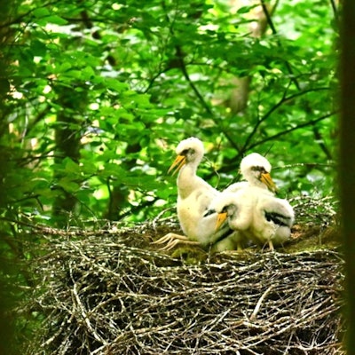 Drei Jungvögel von Schwarzstörchen sitzen in einem Nest.