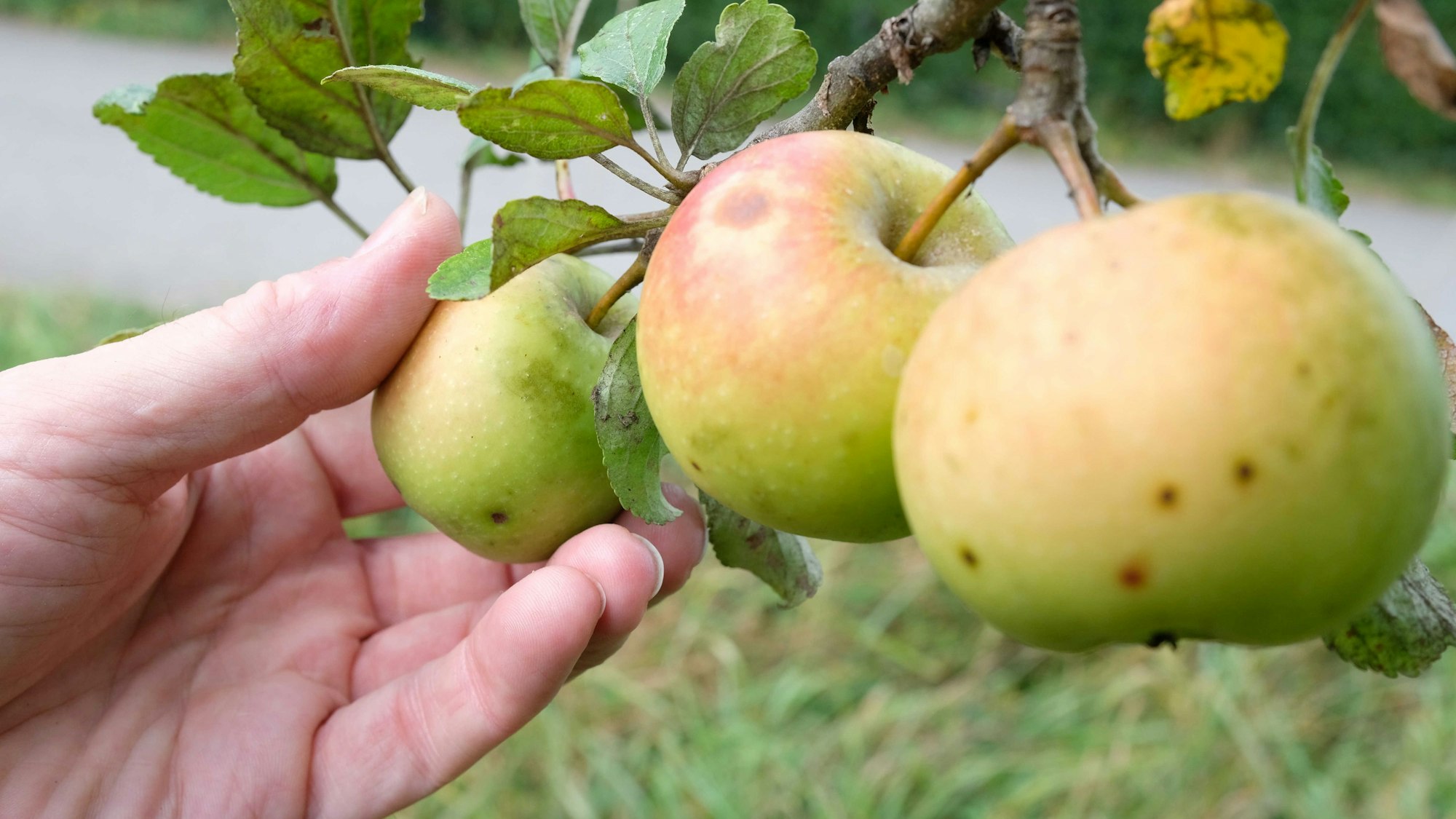 Eine Hand nimmt an einem Apfelbaum auf einer Streuobstwiese einen Apfel. (Symbolbild)