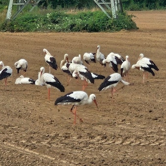 Zu sehen sind zahlreiche Störche auf einem Acker.