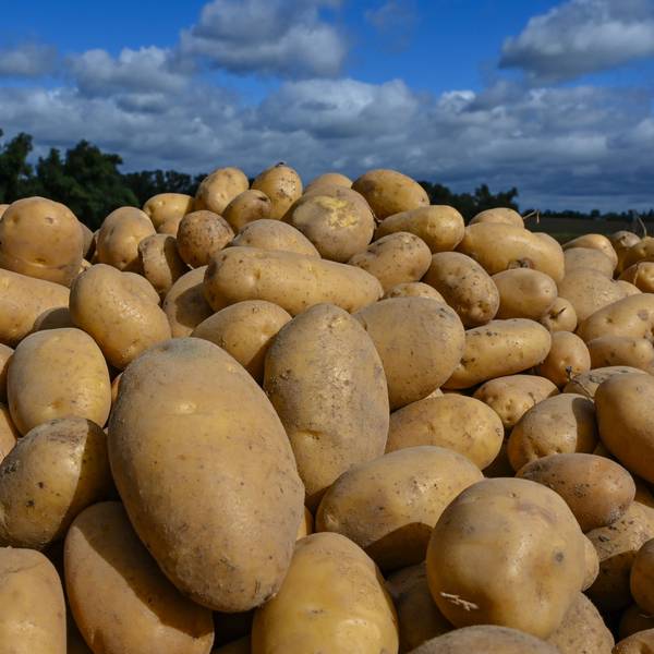 Kartoffeln und einiges mehr stehen bei der Solidarischen Landwirtschaft auf dem Anbauplan für das Jahr 2026/2027. In Nümbrecht hat sich die Initiative jetzt neuen Interessierten vorgestellt.