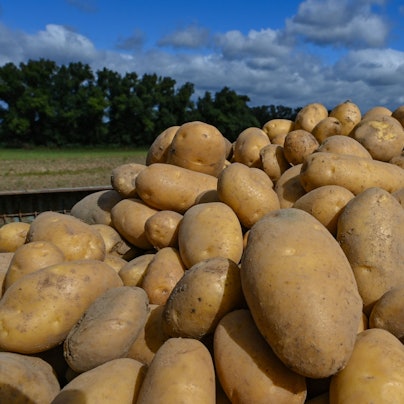Kartoffeln und einiges mehr stehen bei der Solidarischen Landwirtschaft auf dem Anbauplan für das Jahr 2026/2027. In Nümbrecht hat sich die Initiative jetzt neuen Interessierten vorgestellt.