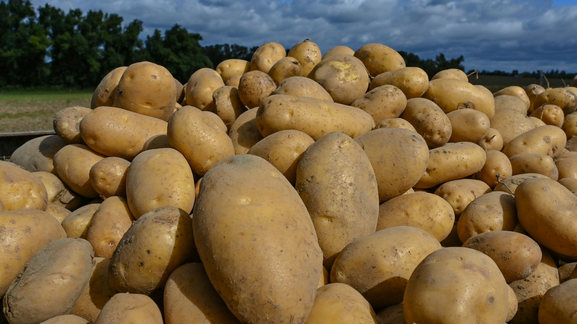 Kartoffeln und einiges mehr stehen bei der Solidarischen Landwirtschaft auf dem Anbauplan für das Jahr 2026/2027. In Nümbrecht hat sich die Initiative jetzt neuen Interessierten vorgestellt.