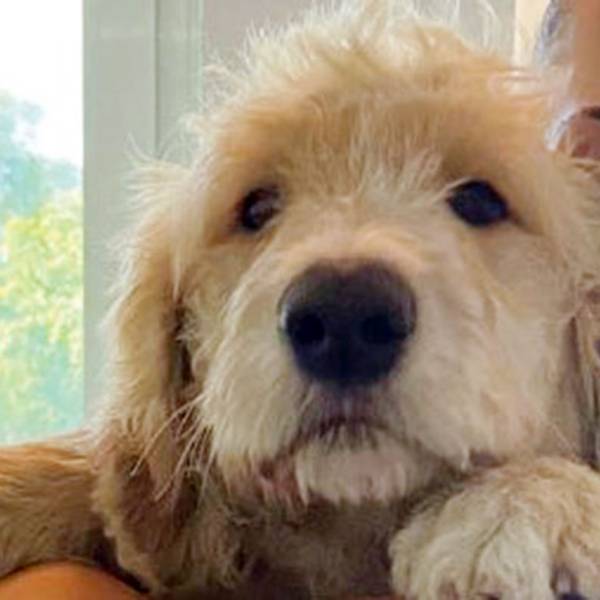 Ein herrenloser Hund schaut in die Kamera.