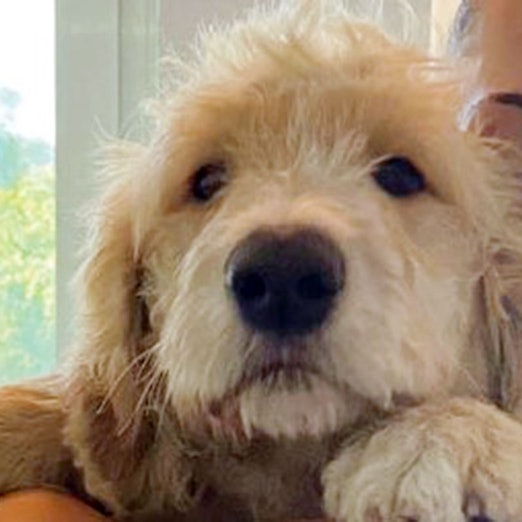 Ein herrenloser Hund schaut in die Kamera.