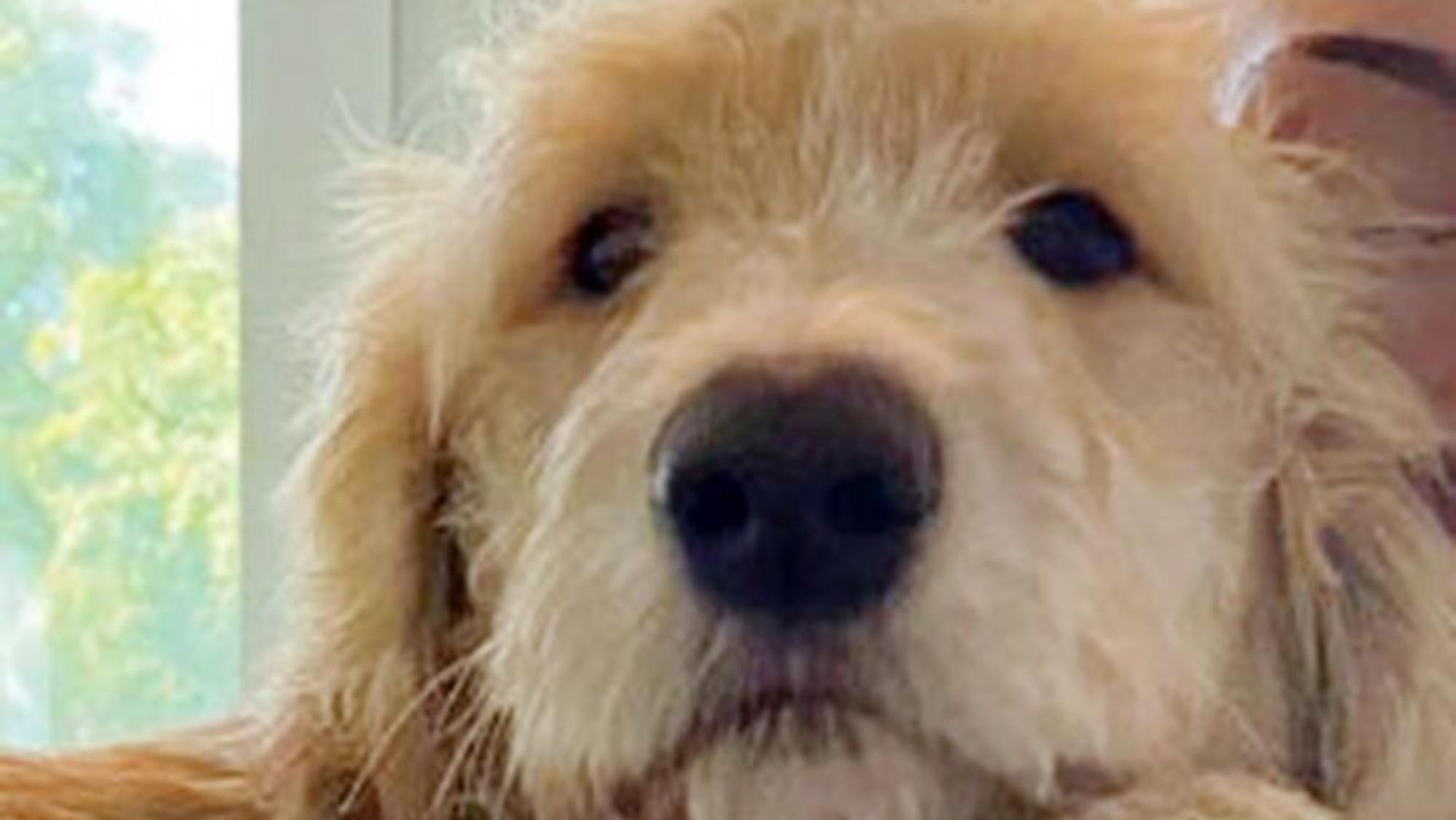 Herrenloser Hund aufgefunden