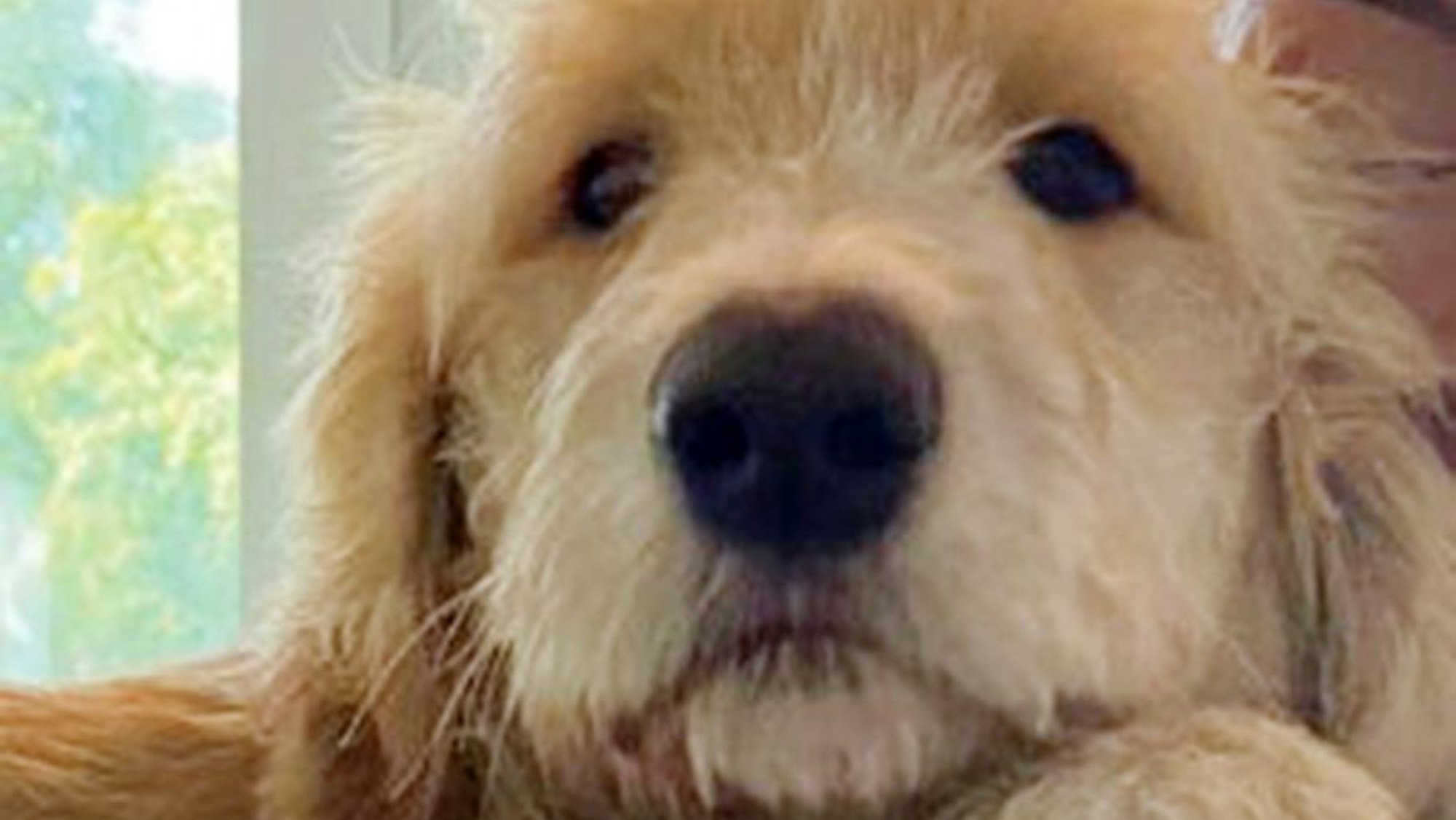 Ein herrenloser Hund schaut in die Kamera.