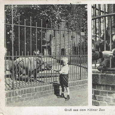 Nach dem Ersten Weltkrieg brechen auch für den Kölner Zoo schlechte Zeiten an. Postkarte von 1929.
