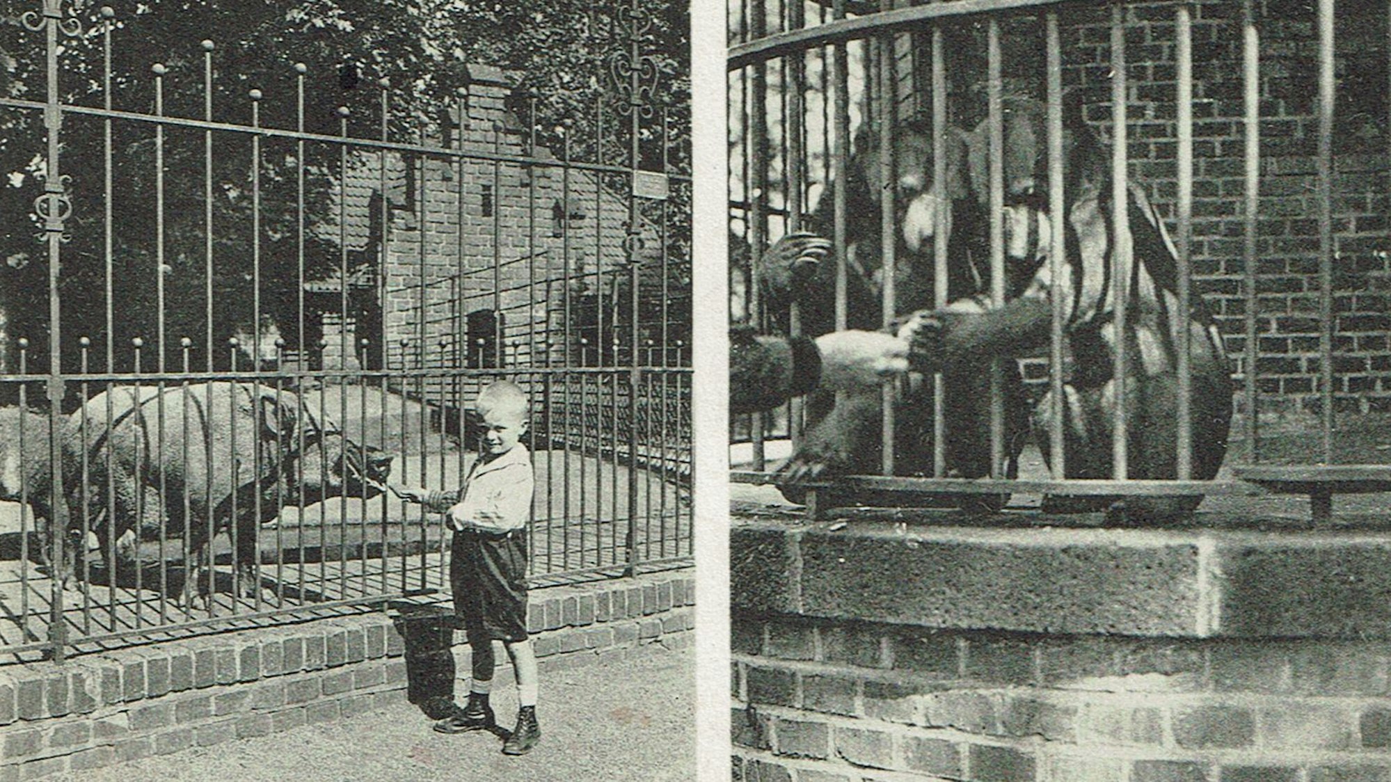 Nach dem Ersten Weltkrieg brechen auch für den Kölner Zoo schlechte Zeiten an. Postkarte von 1929.