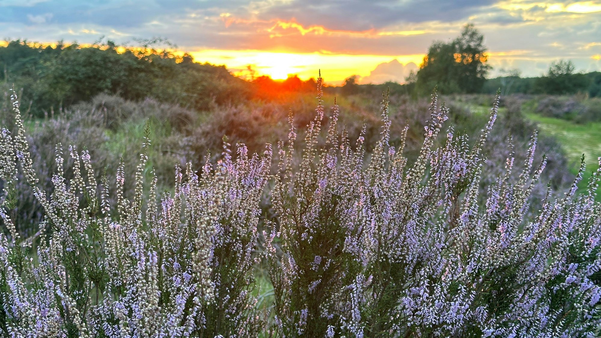 In der Wahner Heide zwischen Troisdorf und Altenrath blüht derzeit die Heide und bei einem schönen Sonnenuntergang mit tollem Himmel sind die Fotos gelungen.