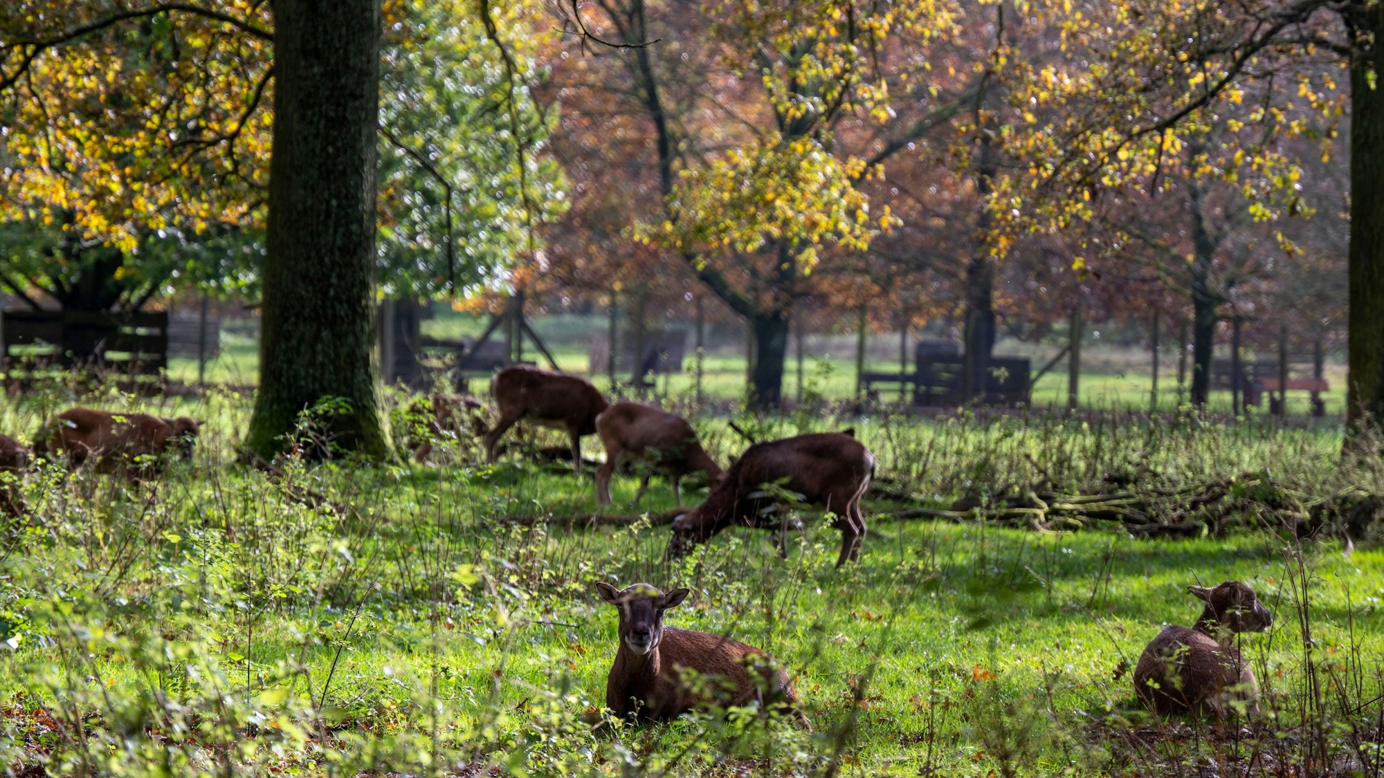 15.11.2023, Köln: Das Damwild fühlt sich im Wildpark Dünnwald wohl. Der Wildpark Dünnwald ist im Herbst ein beliebtes Ausflugsziel.