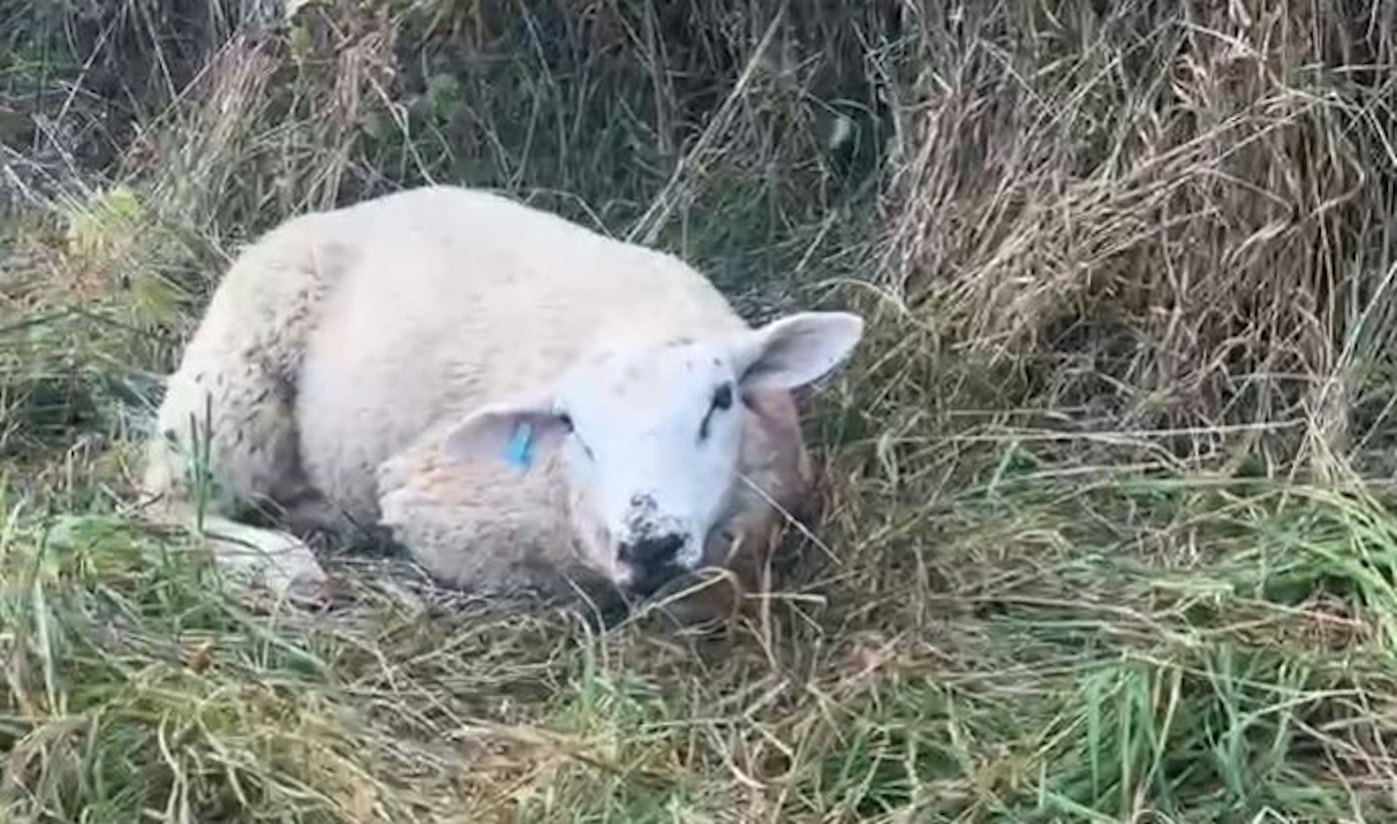 Völlig verängstigt liegt dieses Schaf am Morgen nach dem Raubtierangriff auf der Weide.