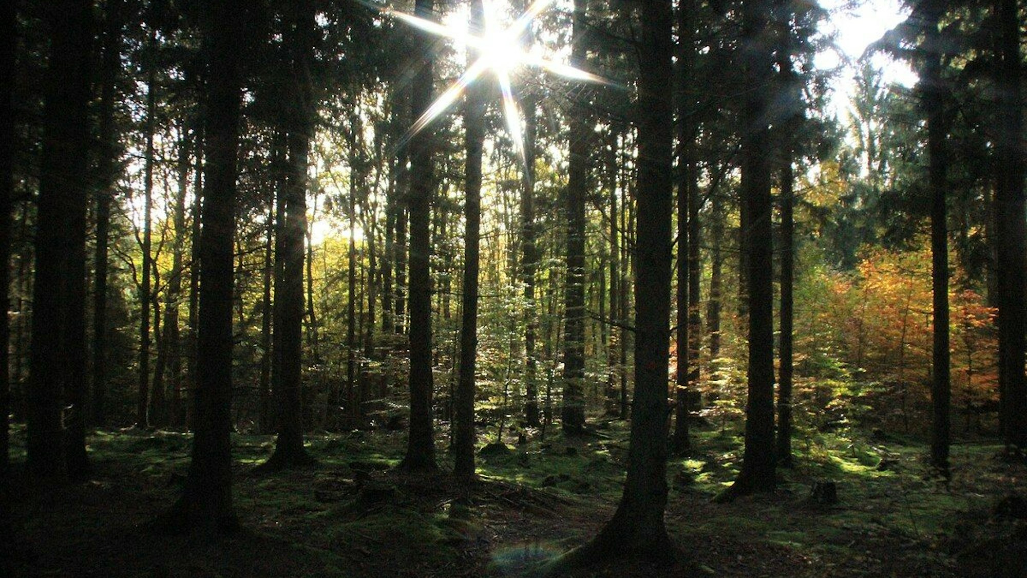 Der „grüne Riese“ bei Bonn ist der Kottenforst, hier zu sehen in herbstlichen Farben.