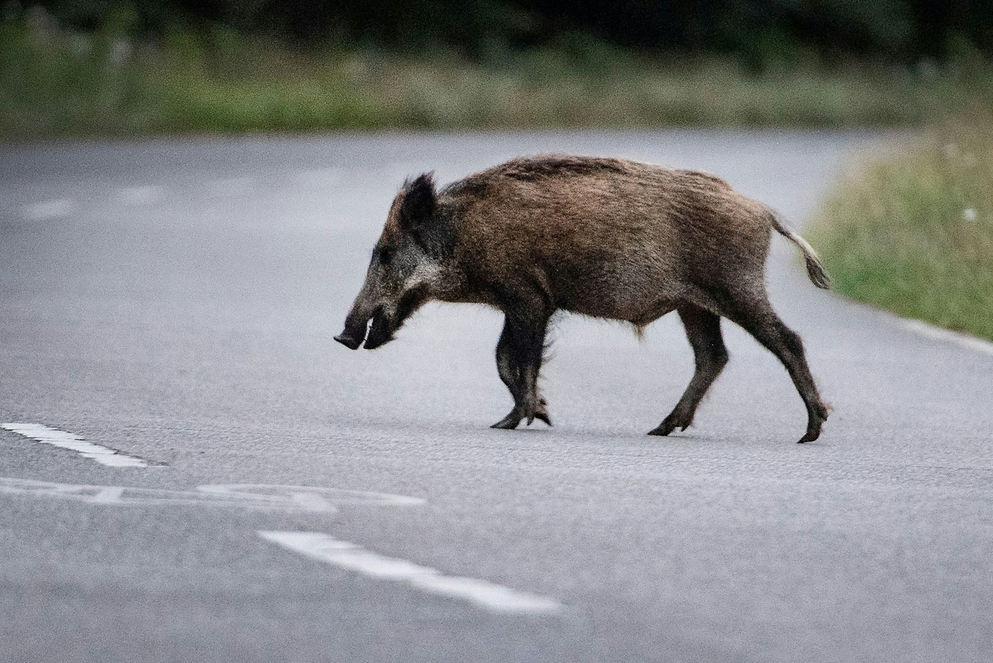 Wildschweine sind nachtaktiv - und im Herbst verstärkt unterwegs. (Symbolbild)