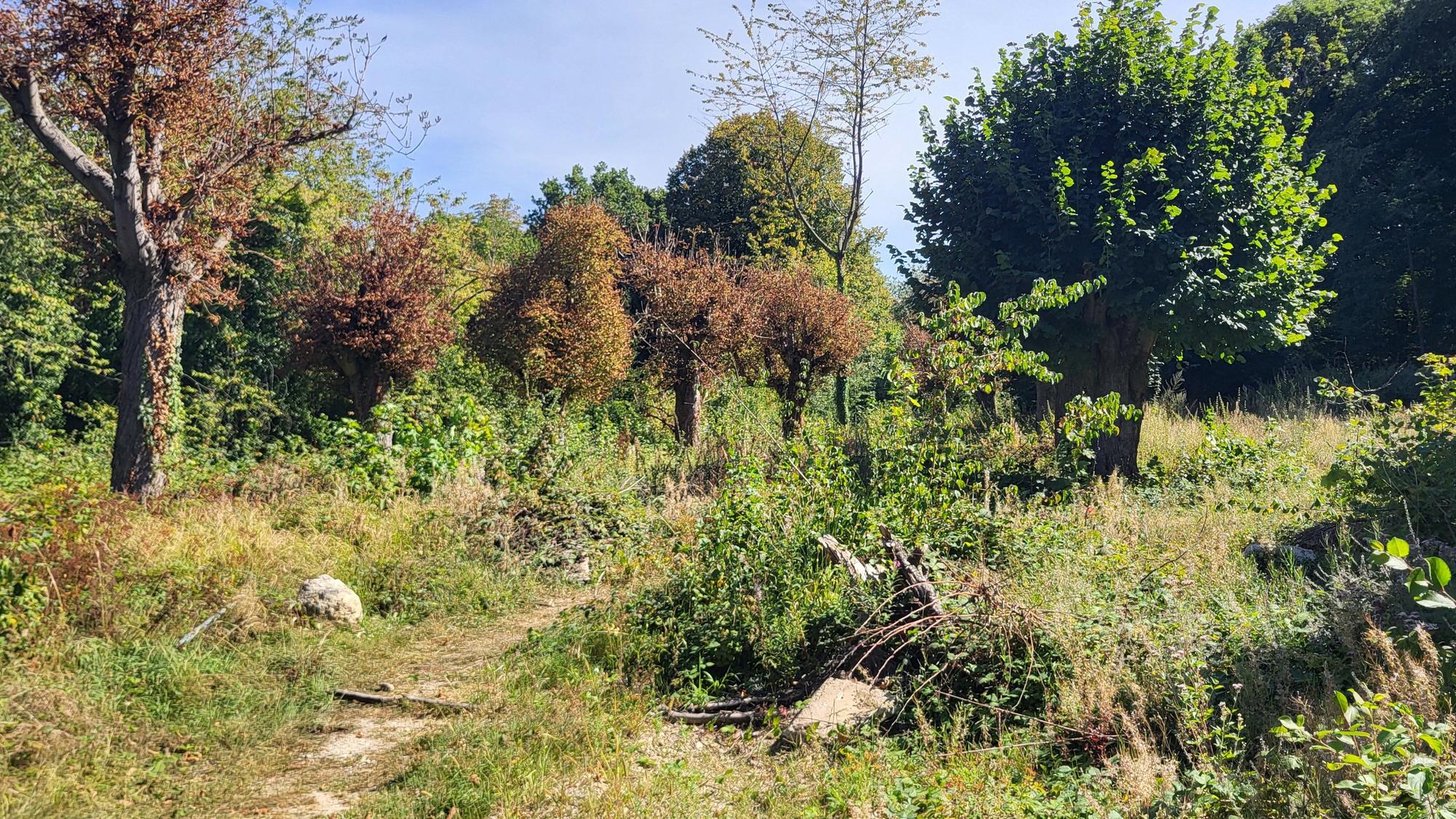 Zum Grundstück der Waldburg in Remagen gehört auch ein tausende Quadratmeter großer Wald.