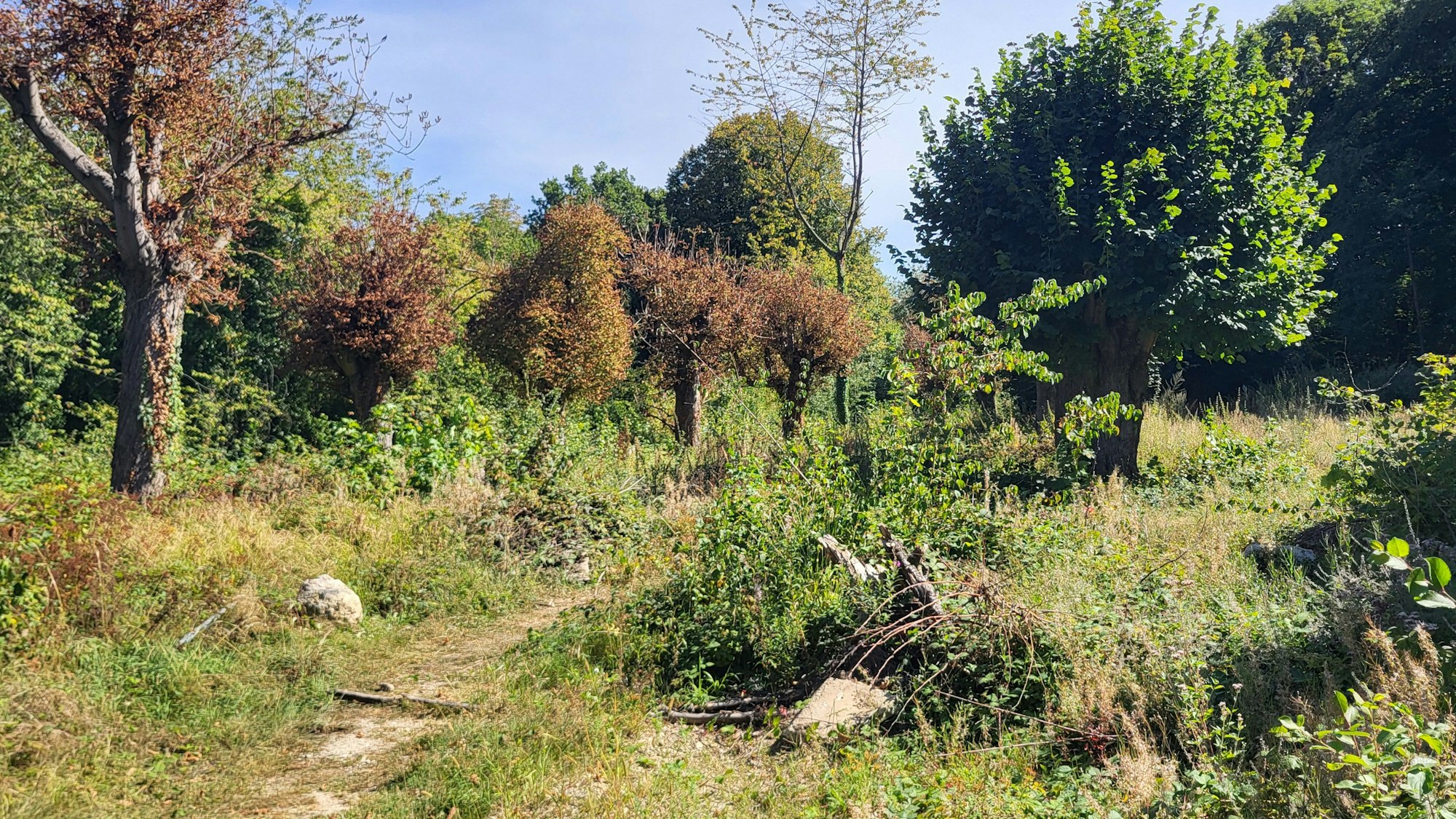 Zum Grundstück der Waldburg in Remagen gehört auch ein tausende Quadratmeter großer Wald.