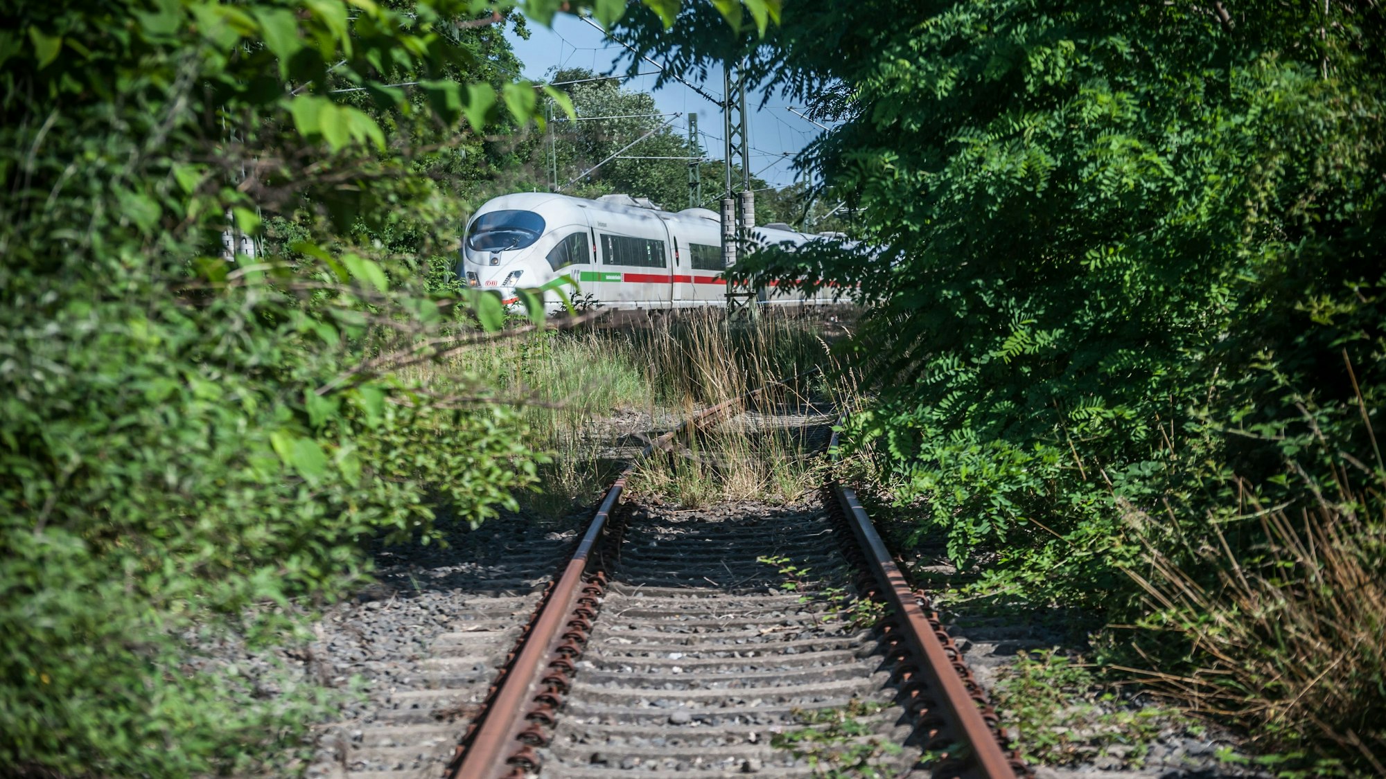 Ein von Pflanzen überwucherter Gleisanschluss an eine ICE-Strecke in Schlebusch