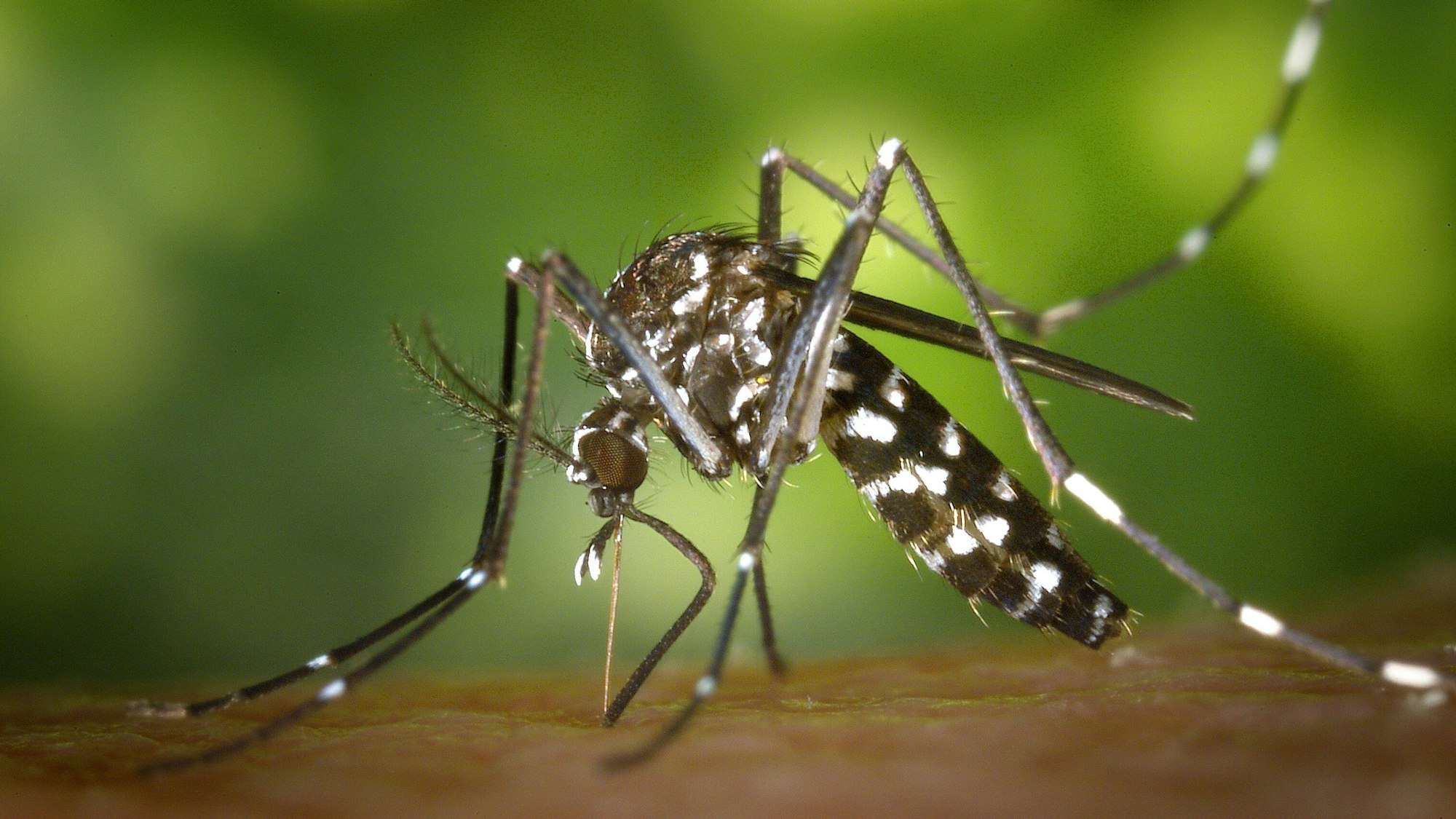 Eine weibliche Asiatische Tigermücke (Aedes albopicts).