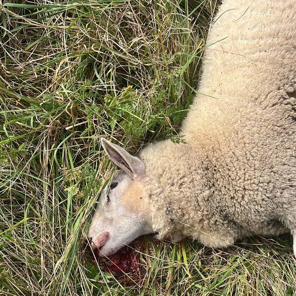 Ein Schaf liegt tot auf einer Weide.