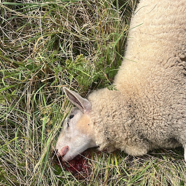 Ein Schaf liegt tot auf einer Weide.