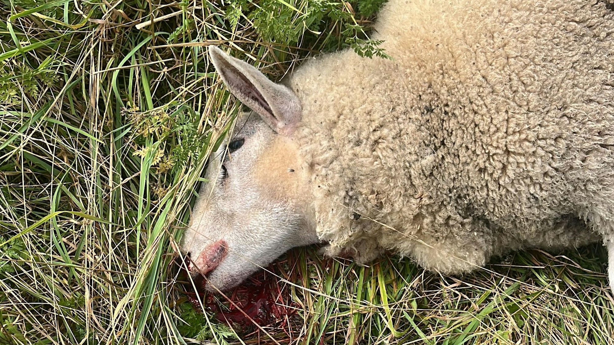 Ein Schaf liegt tot auf einer Weide.