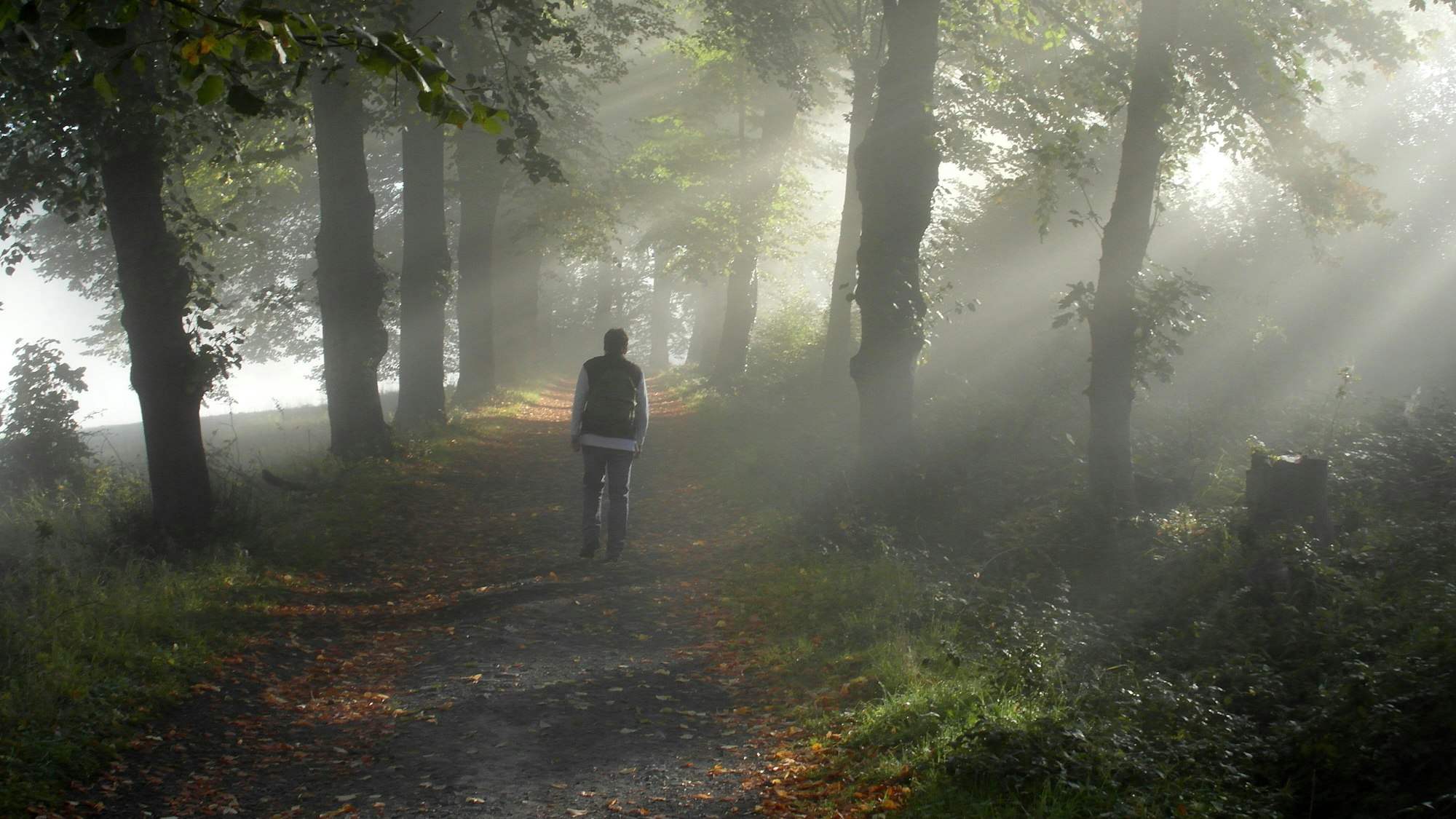Ein Mensch geht durch eine nebeldurchflutete Allee.