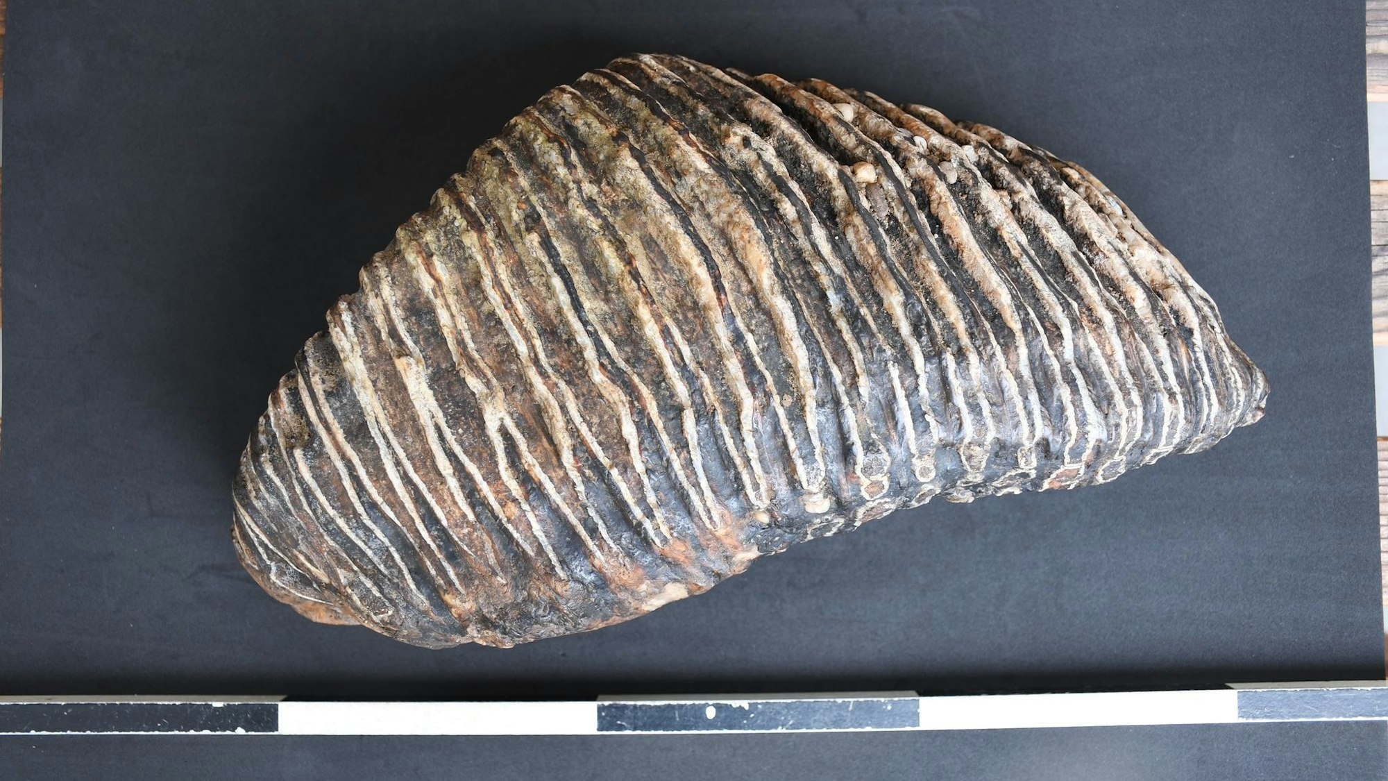 Düsseldorfer findet Backenzahn eines Mammuts am Rheinufer