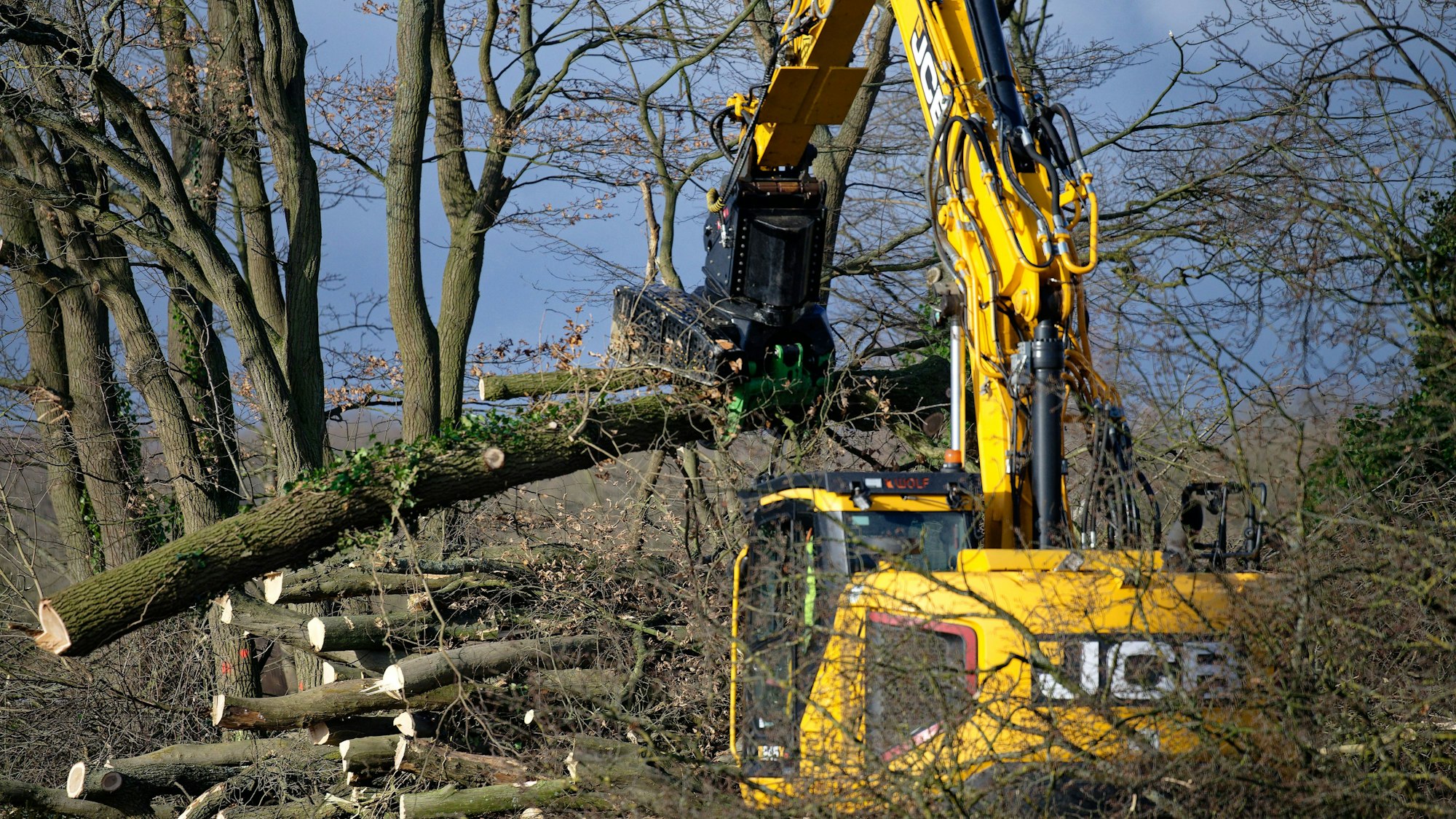 Ein Bagger hebt gefällte Bäume am Rand eines Waldstücks auf einen Stapel.