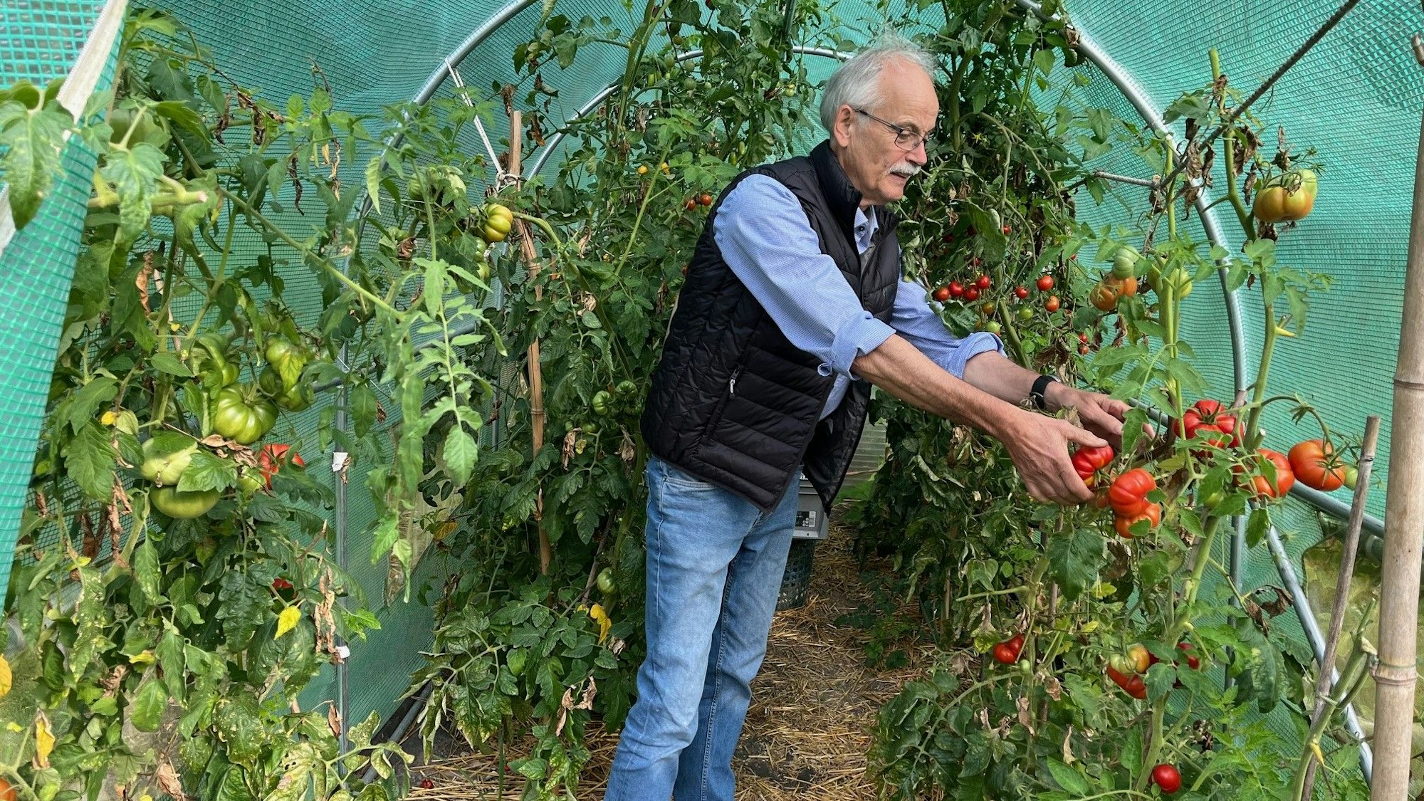 In Rolf Kiemes’ Tomatenhaus wachsen die Früchte in Fülle. Die gefürchtete Braunfäule hat er mit Rhabarbersud bekämpft.