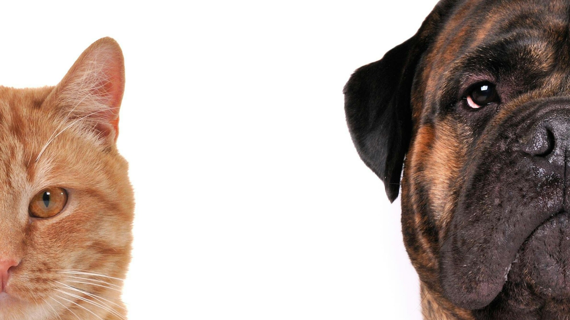 Katz und Hund haben es auch nicht leicht im Kommunalwahlkampf.