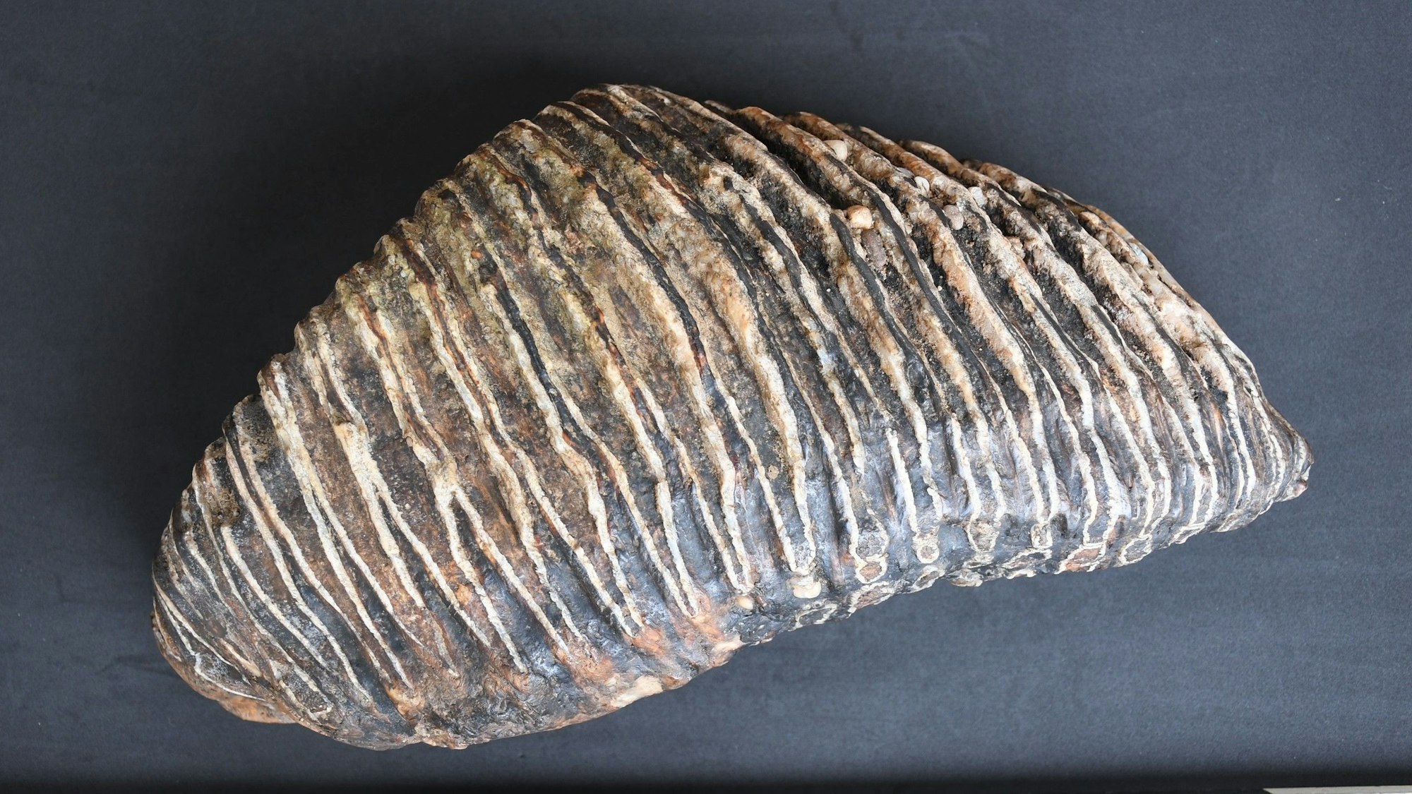 04.09.2025, Nordrhein-Westfalen, Düsseldorf: Der besonders gut erhaltener Zahn eines Mammuts wird dokumentiert. Der Düsseldorfer Hobby-Archäologe Rustam Wagner hat am Rheinufer den bis zu 125.000 Jahre alten Mammutzahn gefunden. Nun wird der Backenzahn präpariert, um den Verfall aufzuhalten.