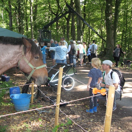 Kaltblüter-Pferd steht im Wald.
