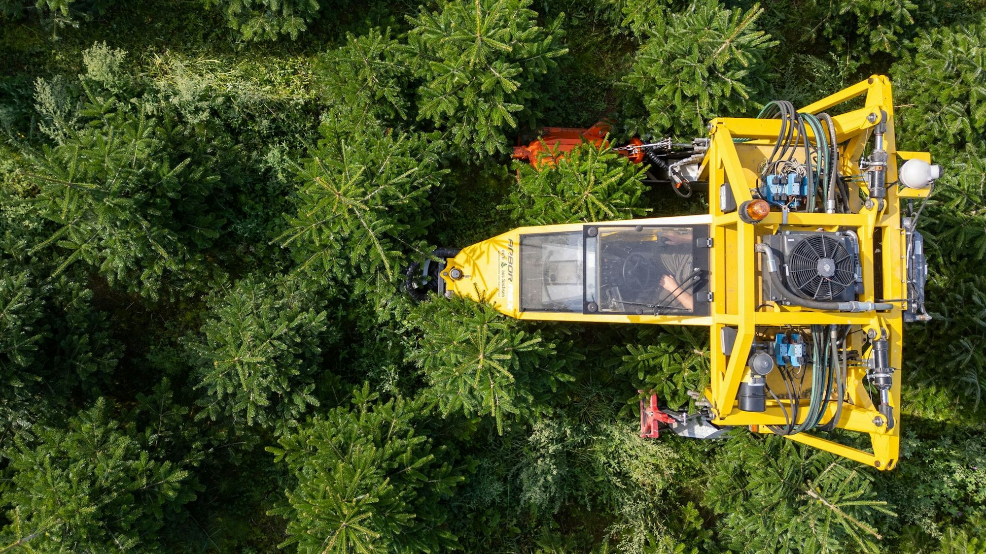 Mit seinem Baumschultraktor fährt Robert Kleinstäuber vom Weihnachtsbaumhandel «een Baum aus Sachsen» durch eine Plantage mit Nordmanntannen.