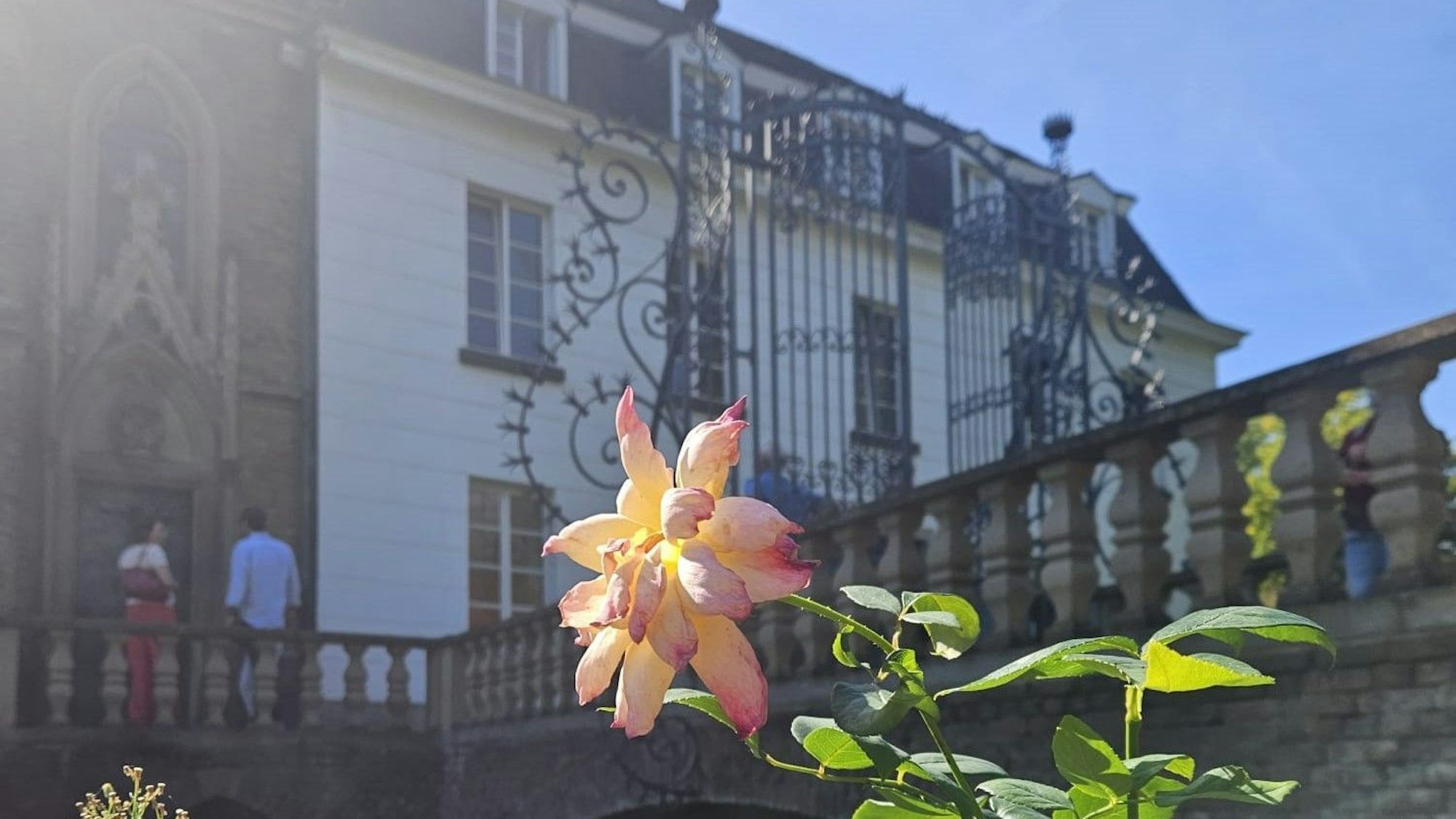 Eine Blume im Garten des Wasserschlosses Weißhaus.