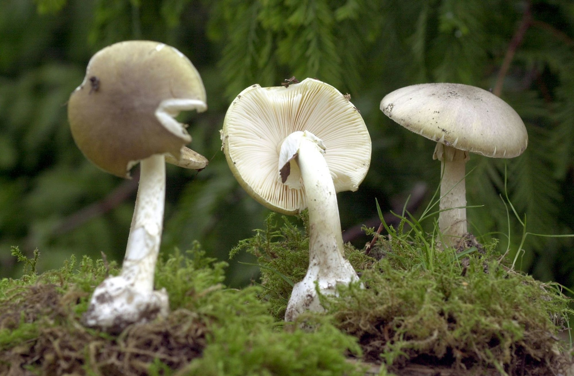 Grüne Knollenblätterpilze sind extrem giftig - und ähneln harmlosen Champignons. (Archivbild)