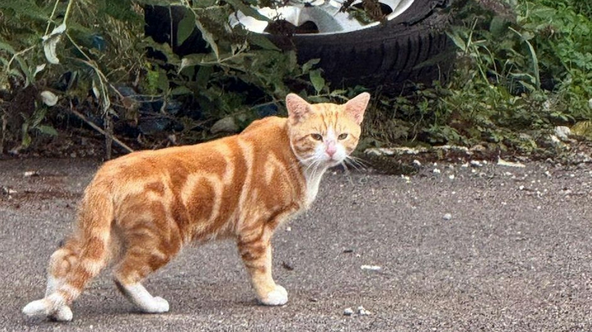 Der Kater ist einer von mehr als 100 verwilderten Katzen des Großmarkts in Raderberg, der bereits umgesiedelt werden konnte.