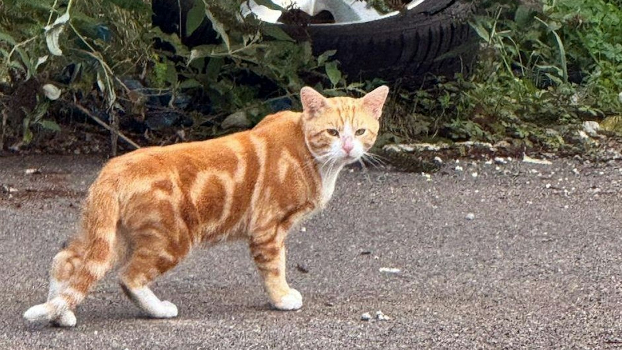 Ein roter Kater auf einer gepflasterten Straße.