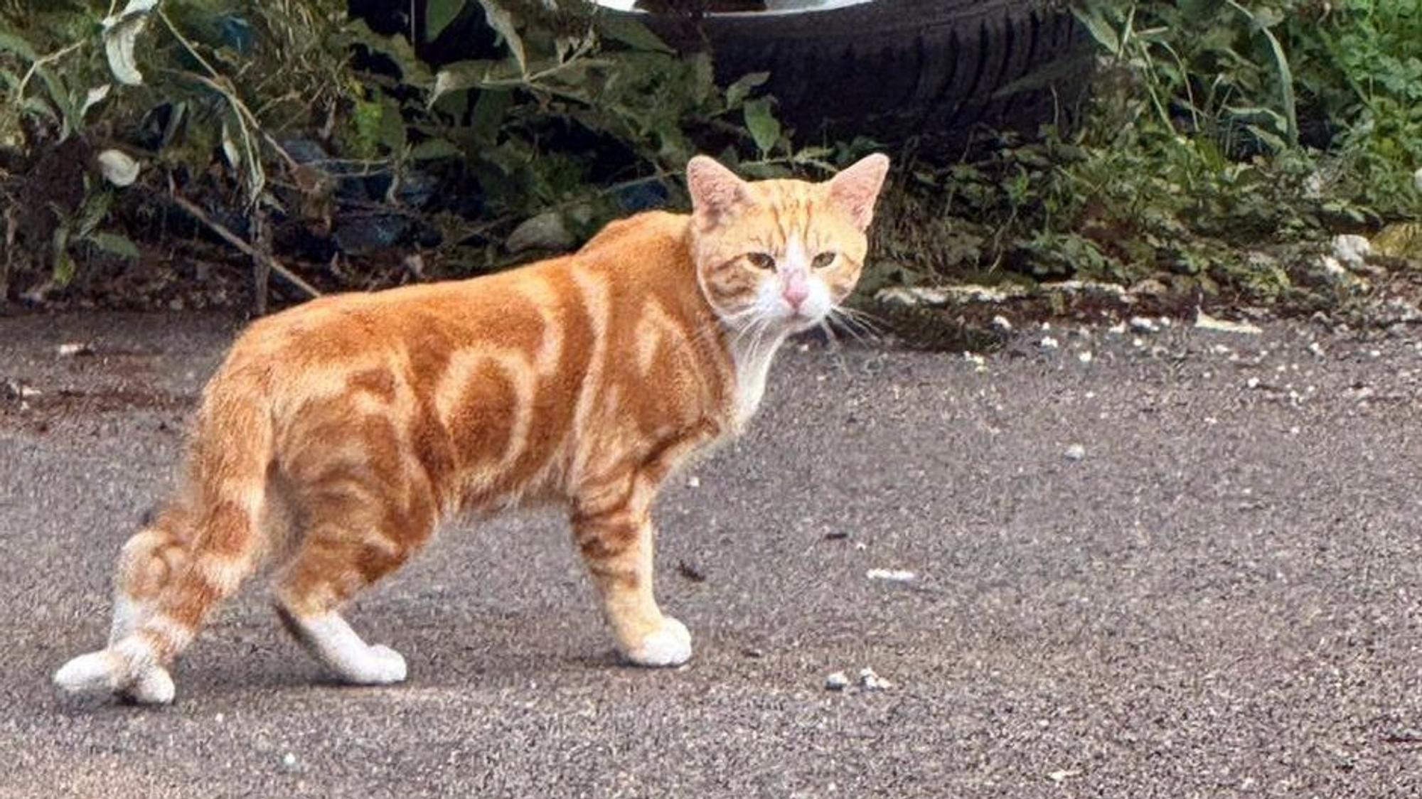 Das Ziel der Tierschützer ist, die Katzen vom Großmarkt umzusiedeln. Doch wohin?