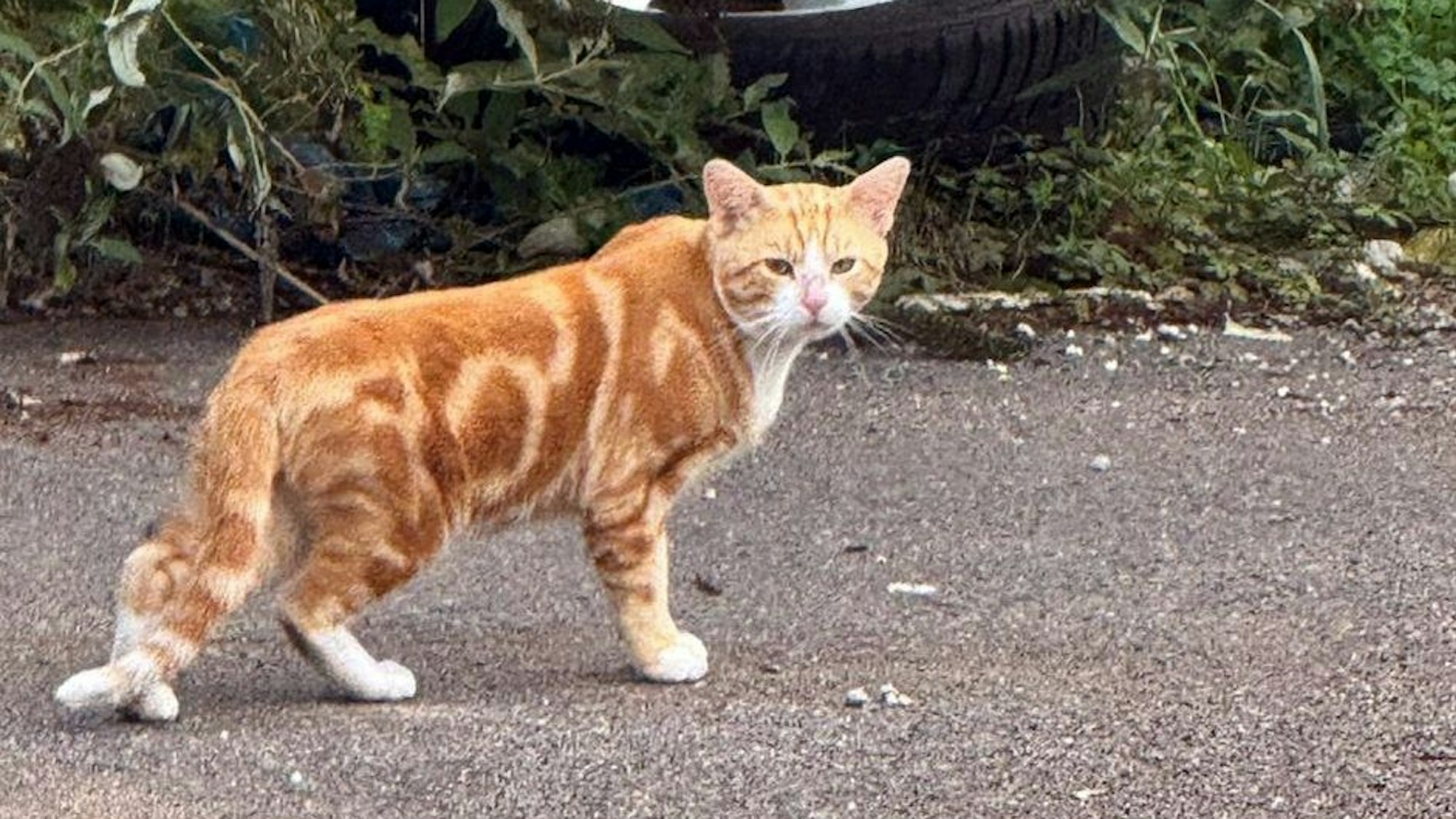 Das Ziel der Tierschützer ist, die Katzen vom Großmarkt umzusiedeln. Doch wohin?
