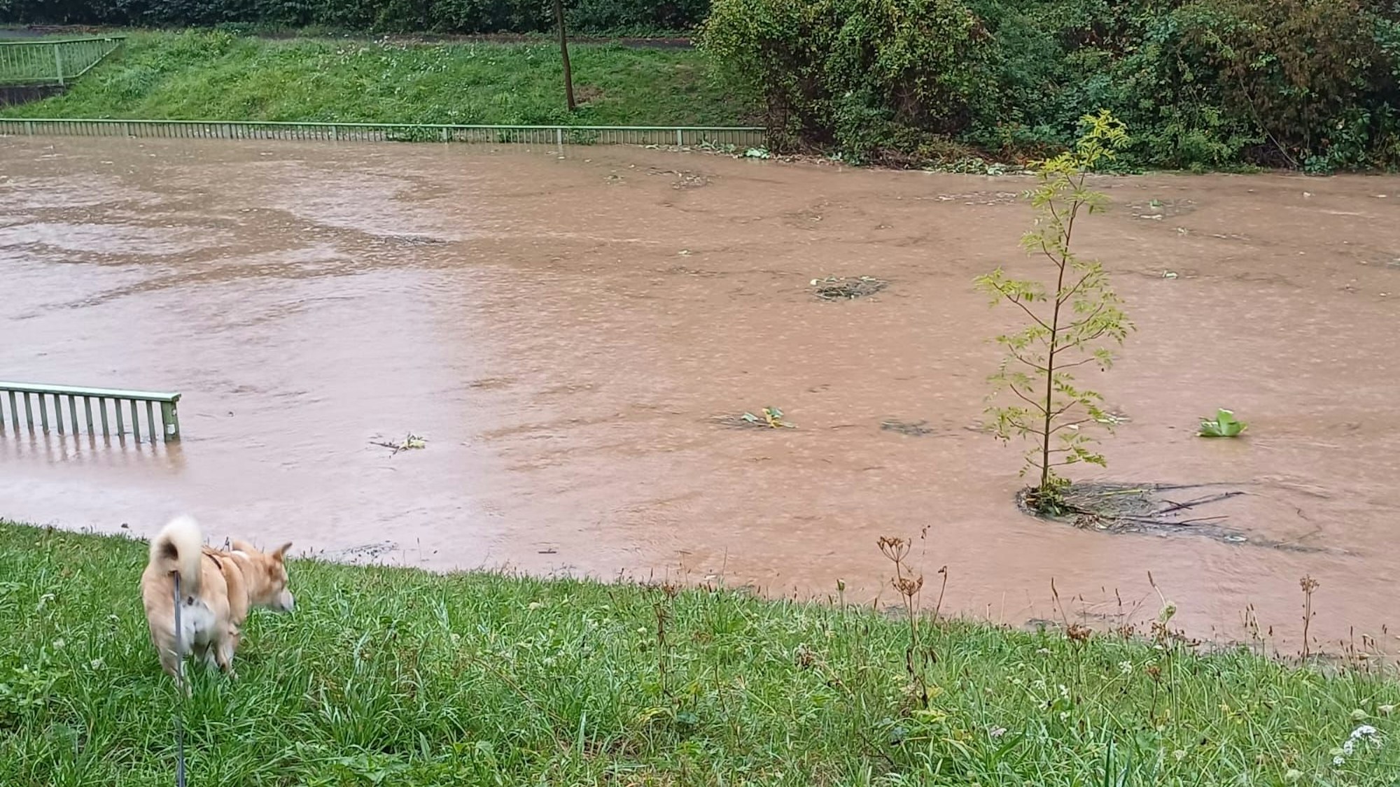 Die Erft verließ nach den starken Regenfällen an vielen Stellen ihr Bett und trat über die Ufer.