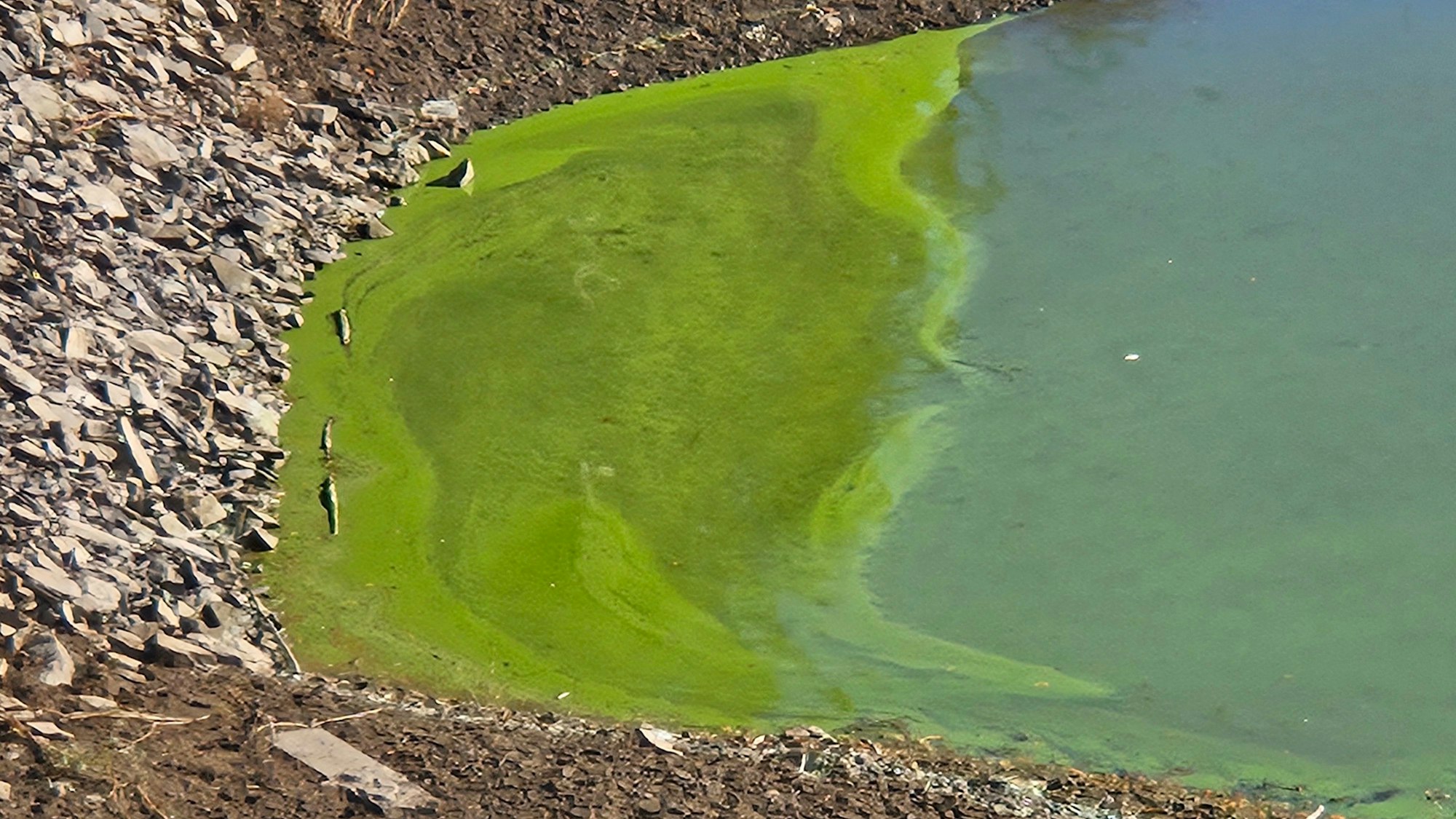 Blick auf eine Blaualgenkolonie am Ufer.