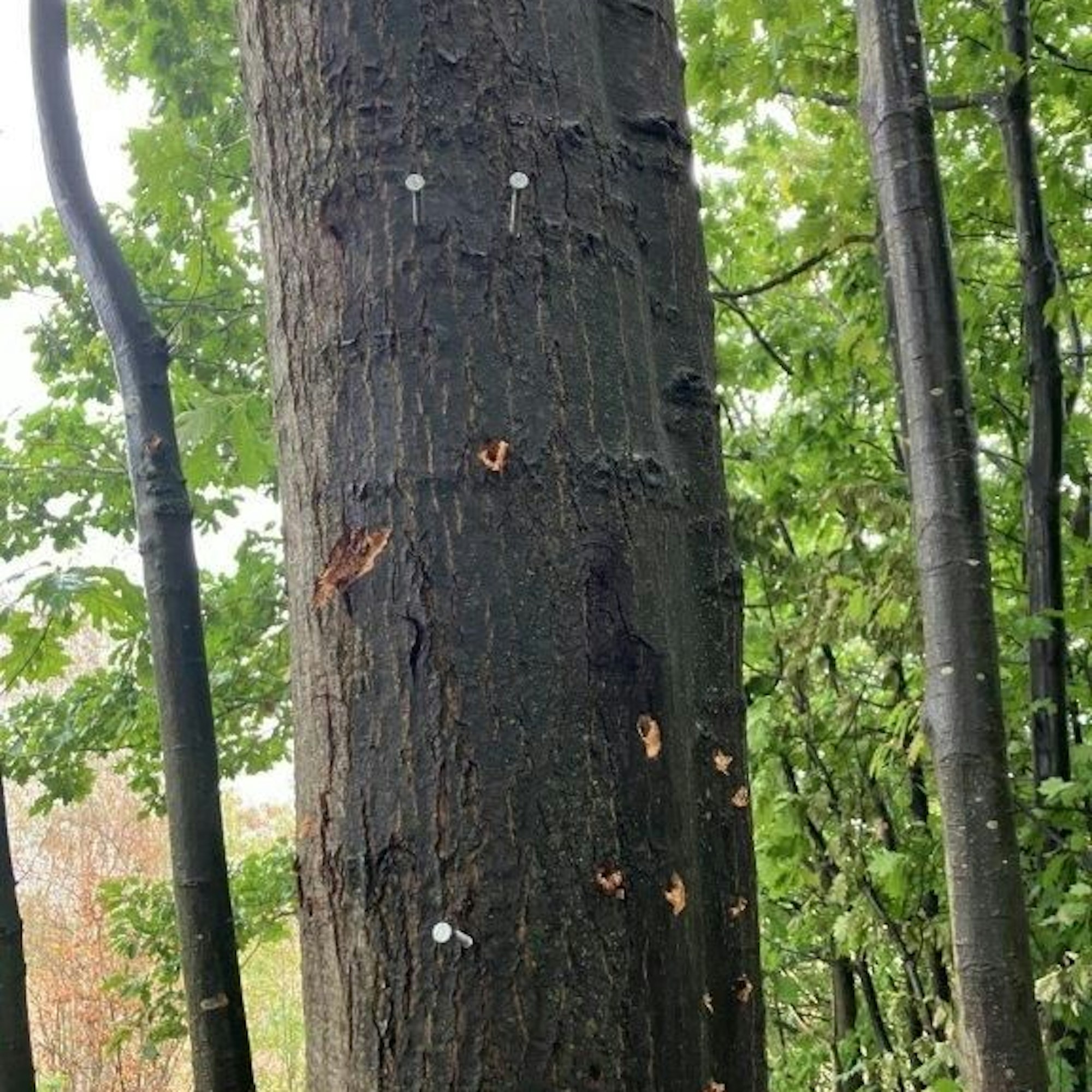 Auf dem Bild ist ein Baumstamm mit Beschädigungen durch Nägel und Schrauben zu sehen.
