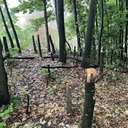 Auf dem Bild sind abgehackte und beschädigte Bäume zu sehen.