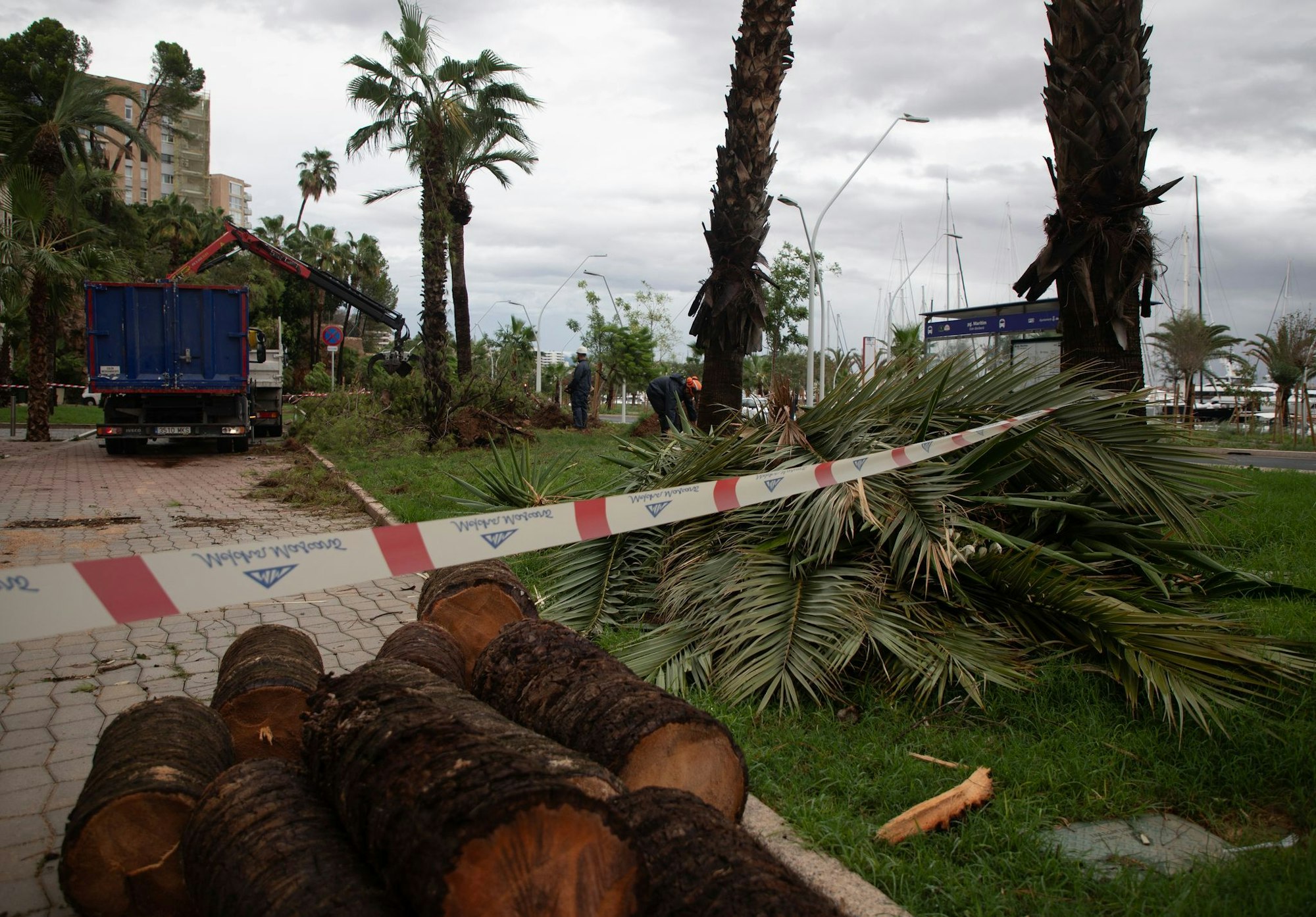 Umgestürzte Bäume liegen an der Strandpromenade von Palma.