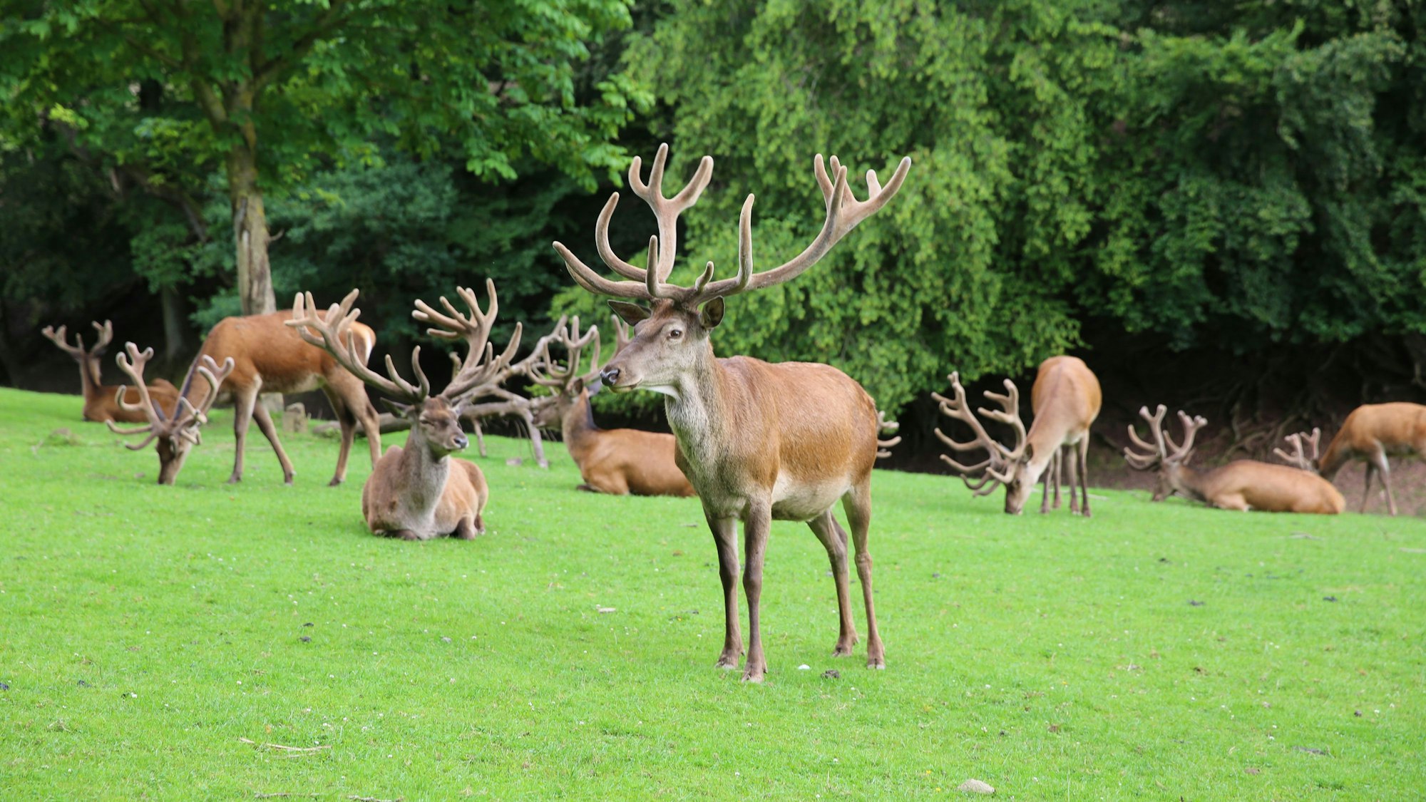 Im Eifelpark Gondorf gibt es Tiere zu bestaunen aber auch Fahrgeschäfte und andere Attraktionen.