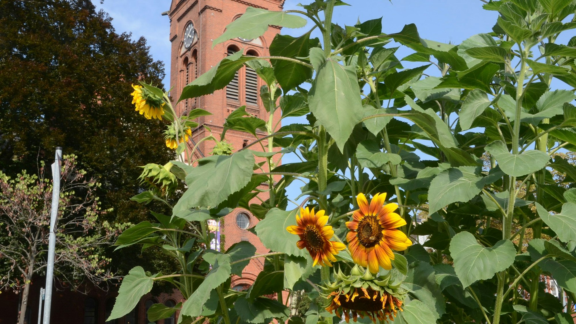 Hinter blühenden Sonnenblumen ist ein Kirchturm erkennbar.